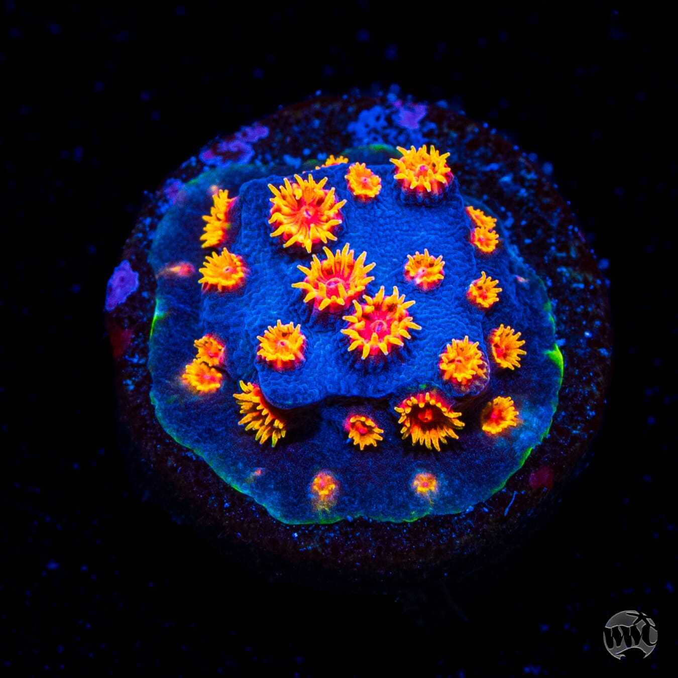 WWC Bizarro Cyphastrea
