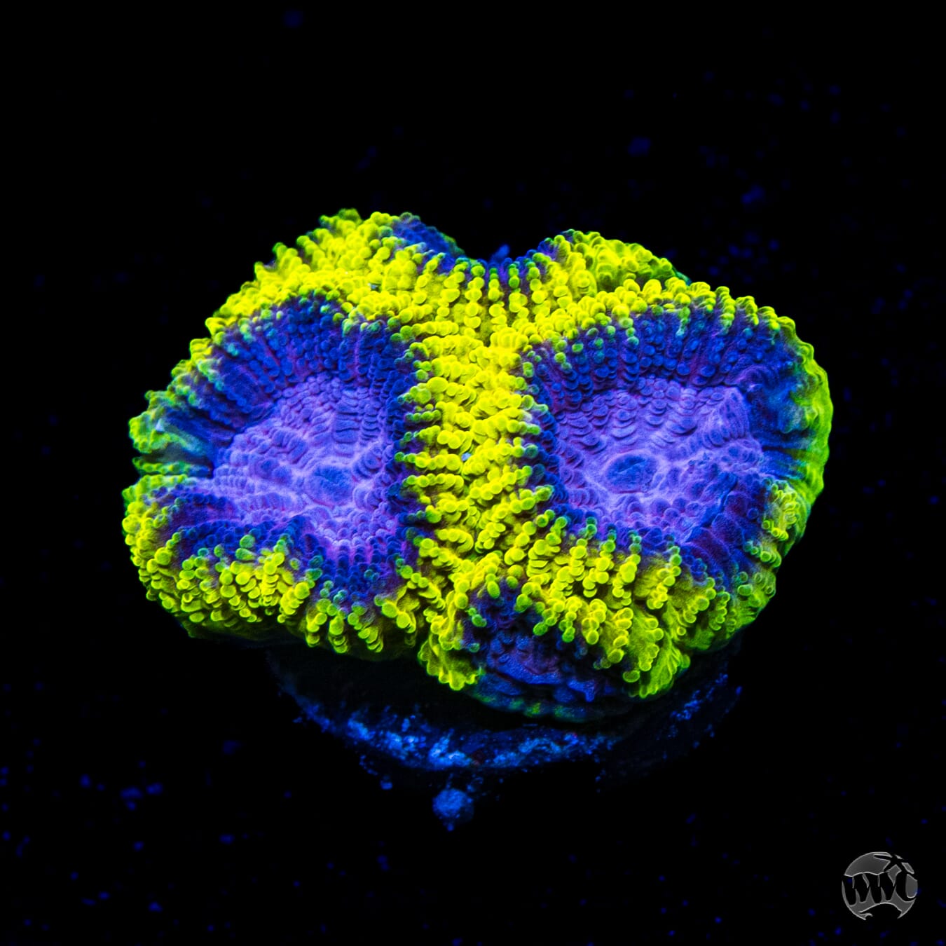 WWC Space Monkey Favia