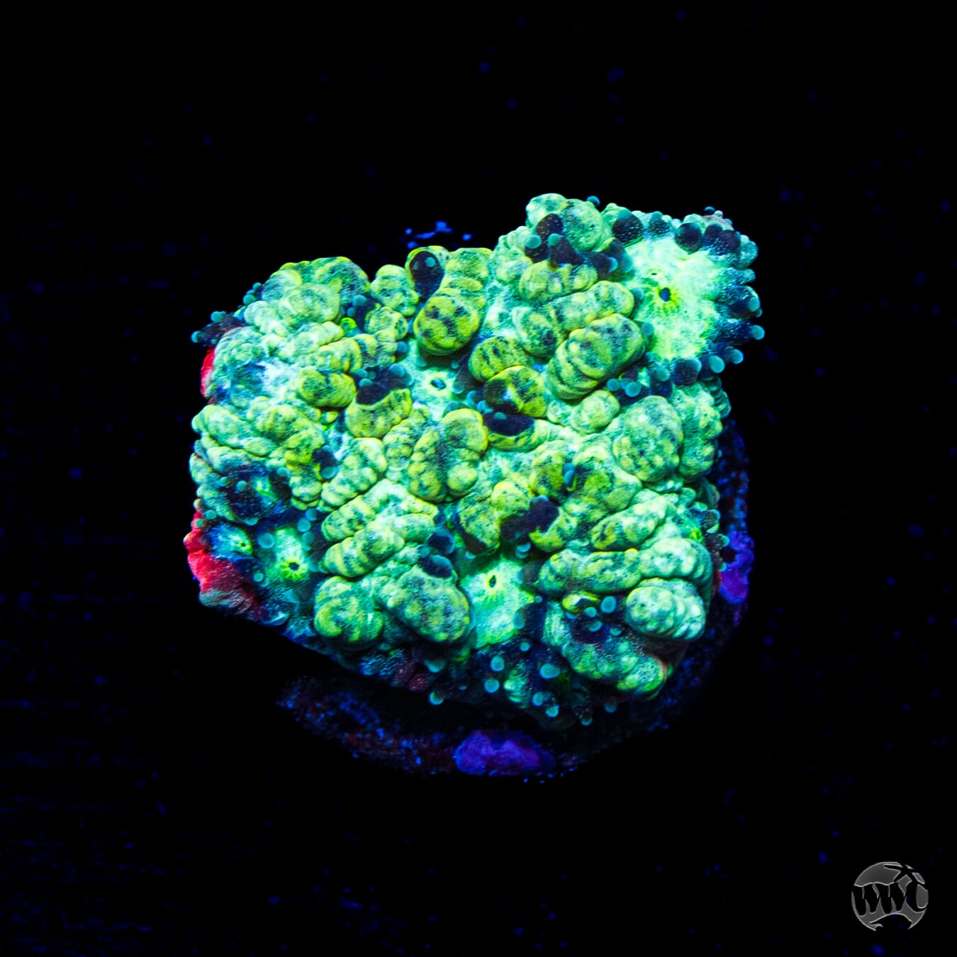 Grafitti War Coral
