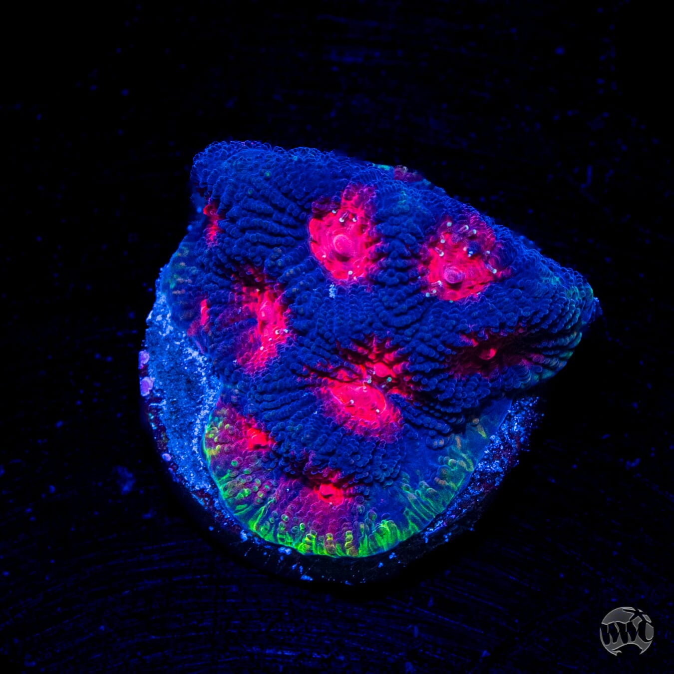 WWC Rainbow Rim Favites