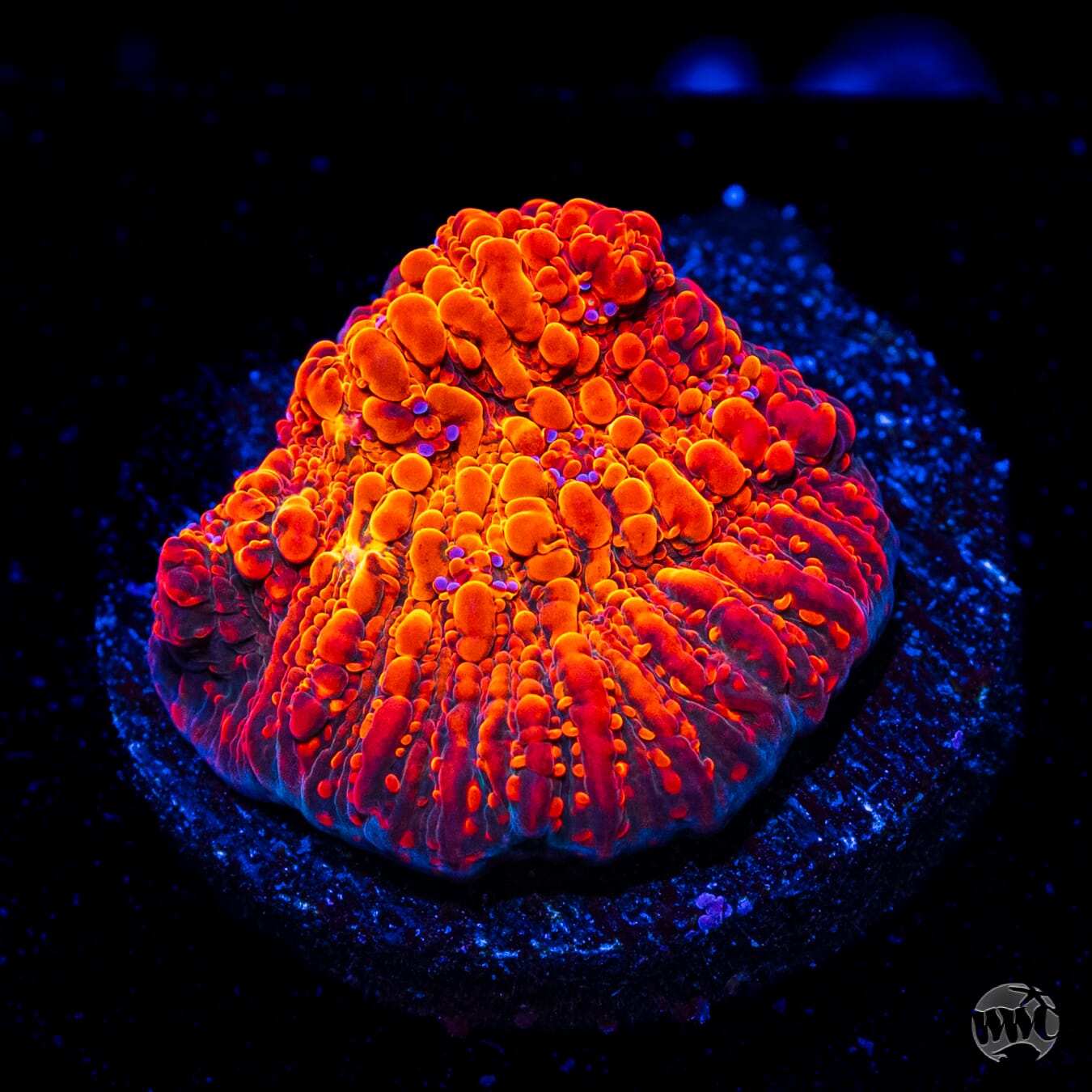 WWC Seared Stellaria Chalice