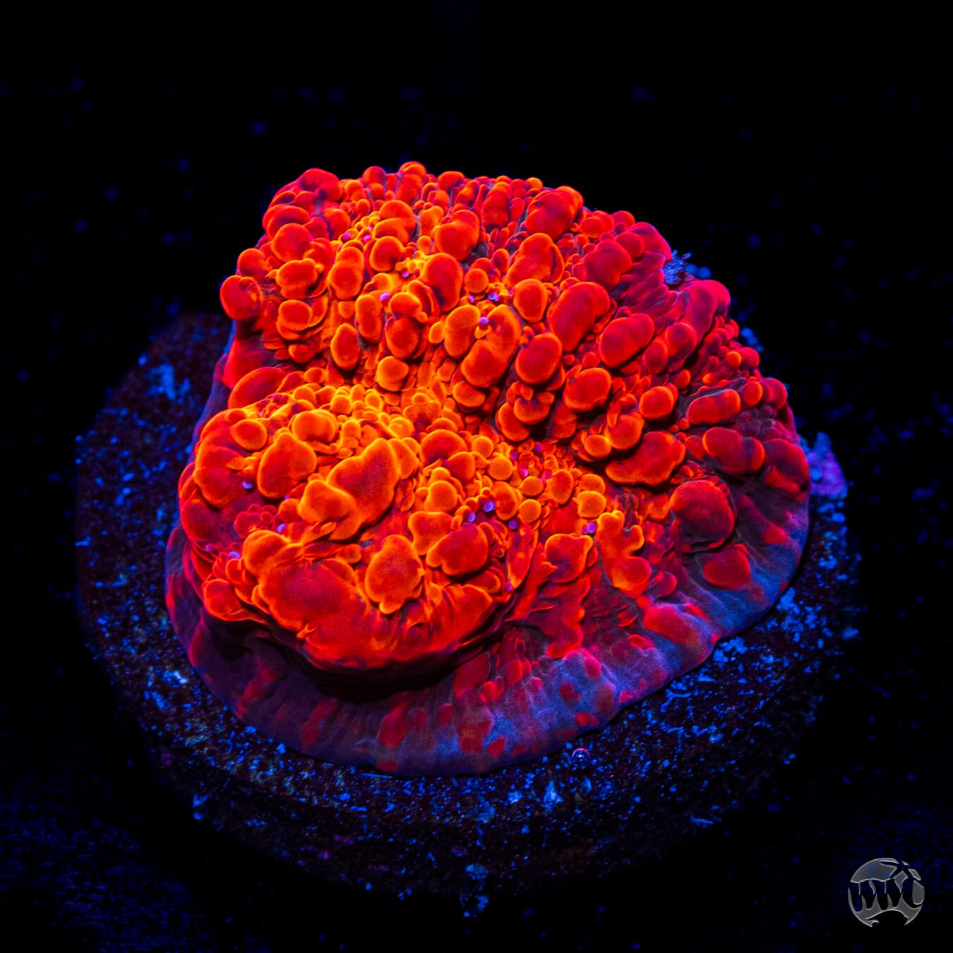 WWC Seared Stellaria Chalice
