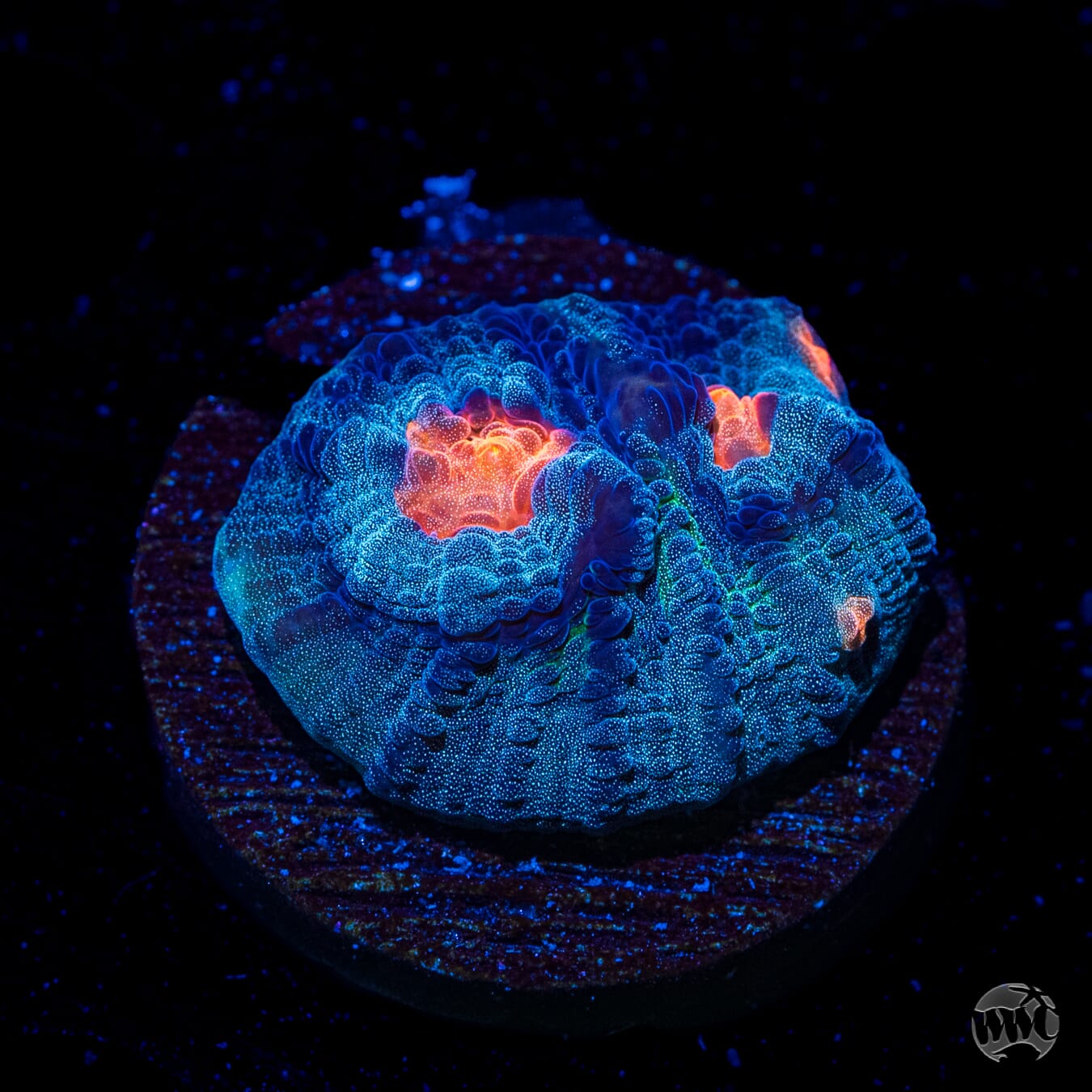WWC Outer Orbit Chalice