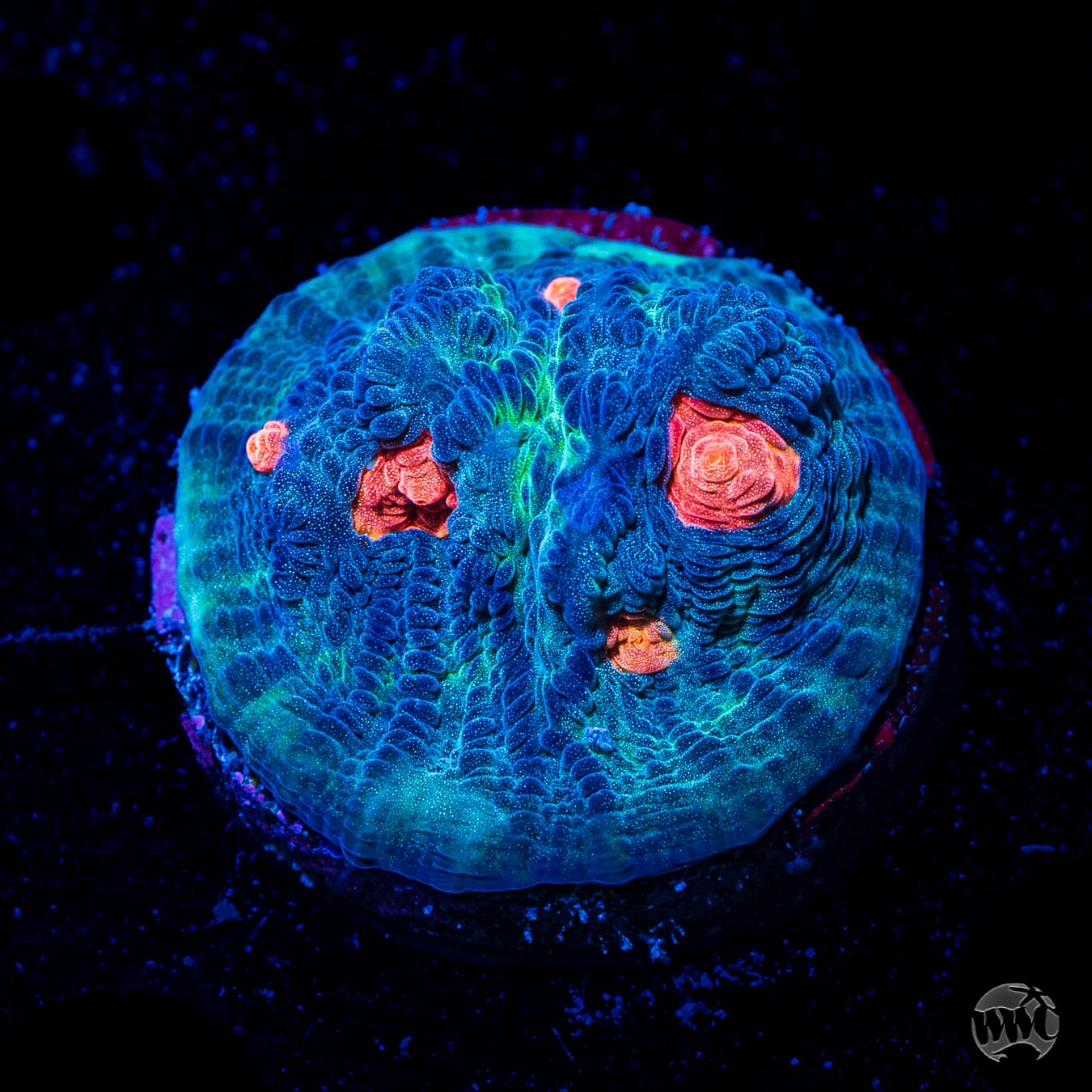 WWC Outer Orbit Chalice