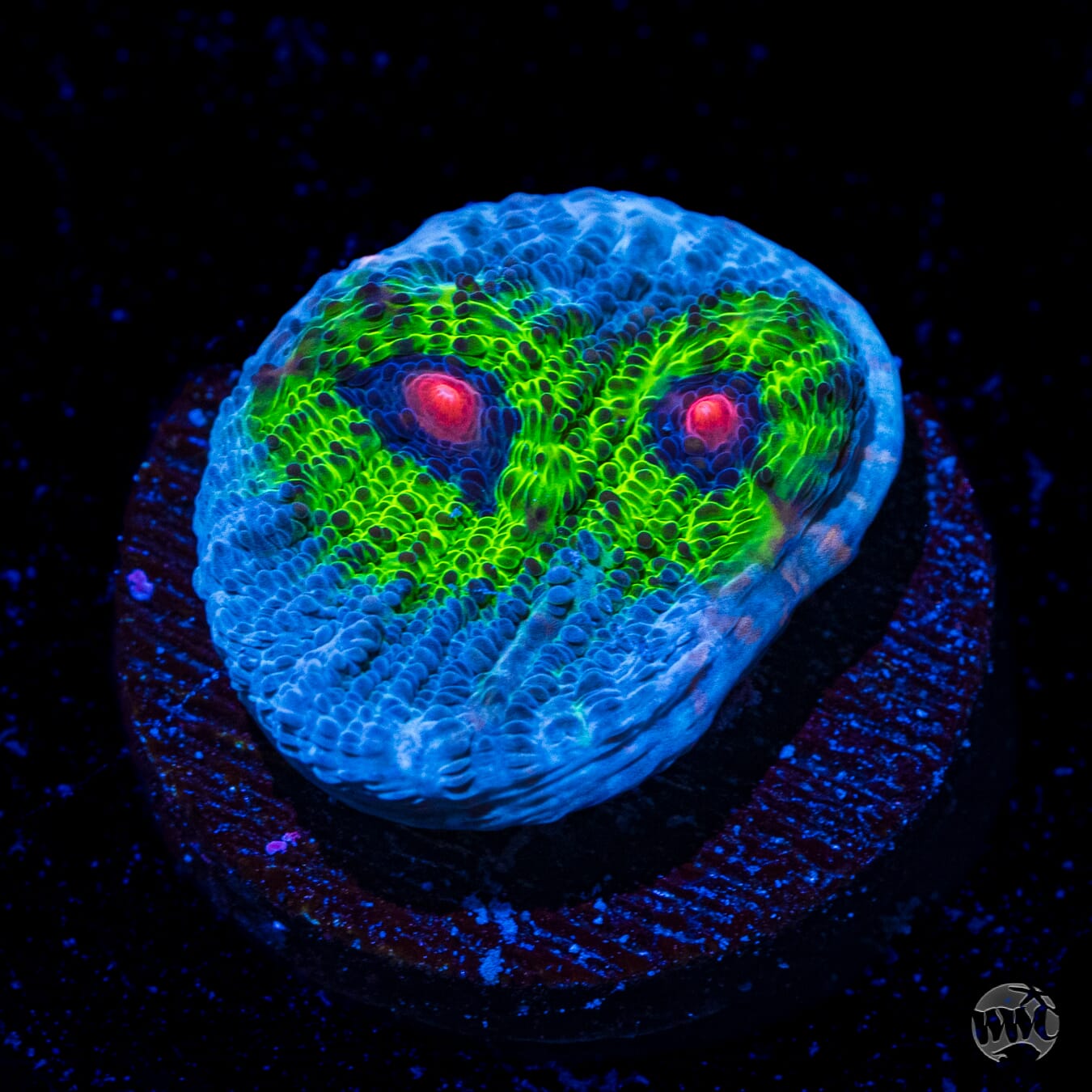 WWC Avatar Chalice