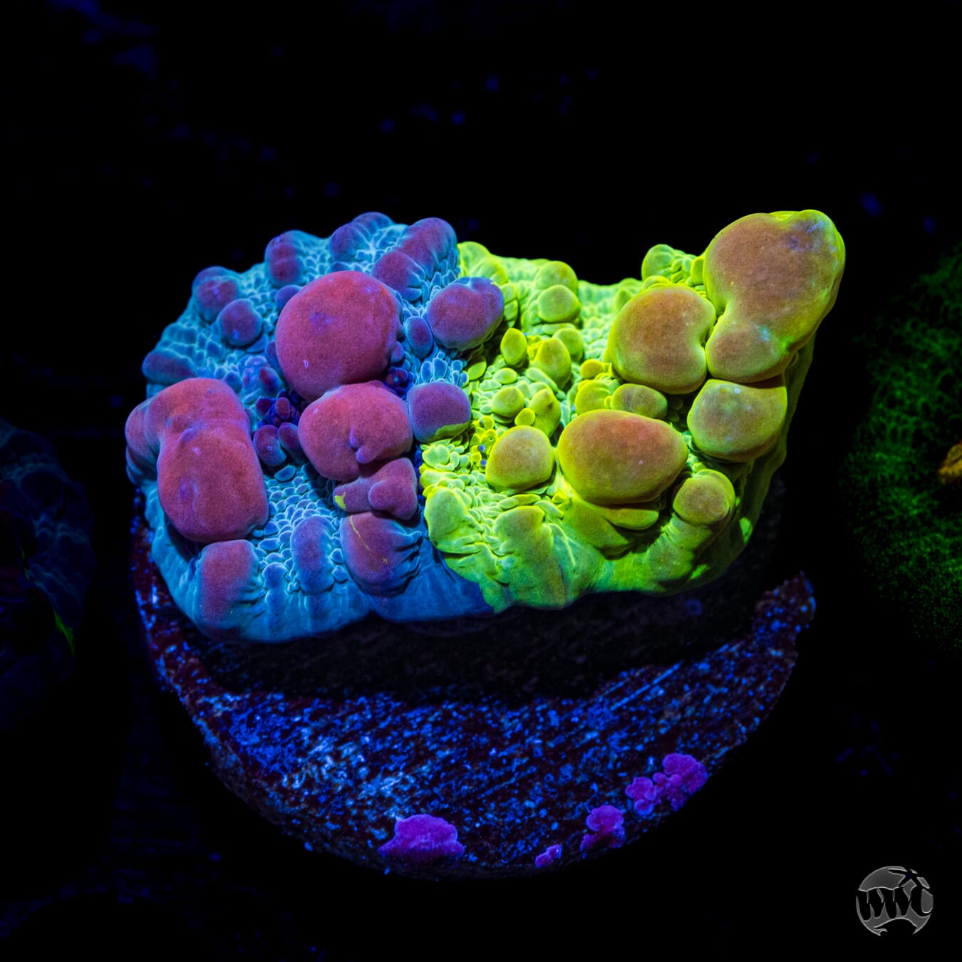 WWC Cosmic Candy Bounce Chalice