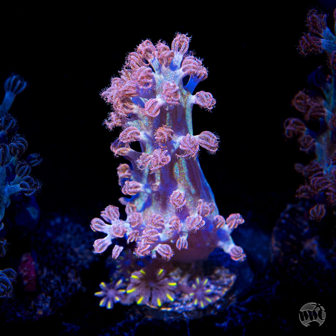 WWC Rainbow Sprinkles Cespitularia