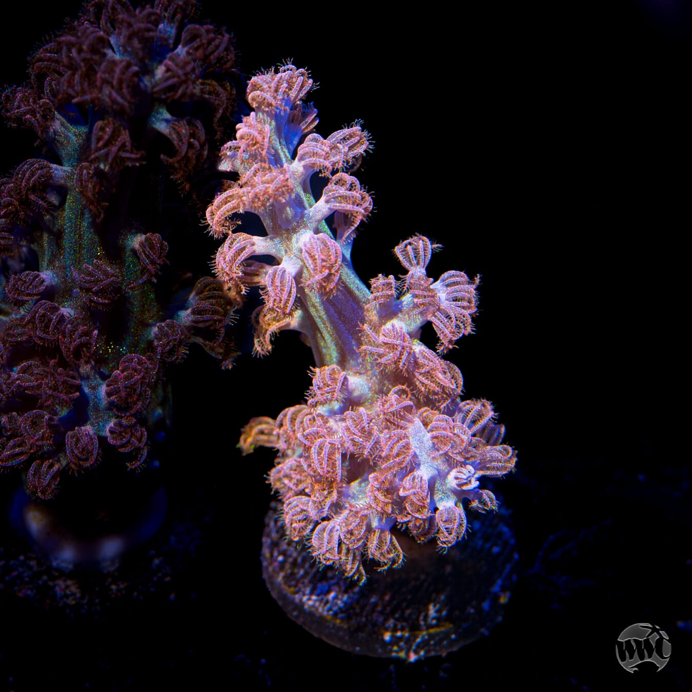 WWC Rainbow Sprinkles Cespitularia
