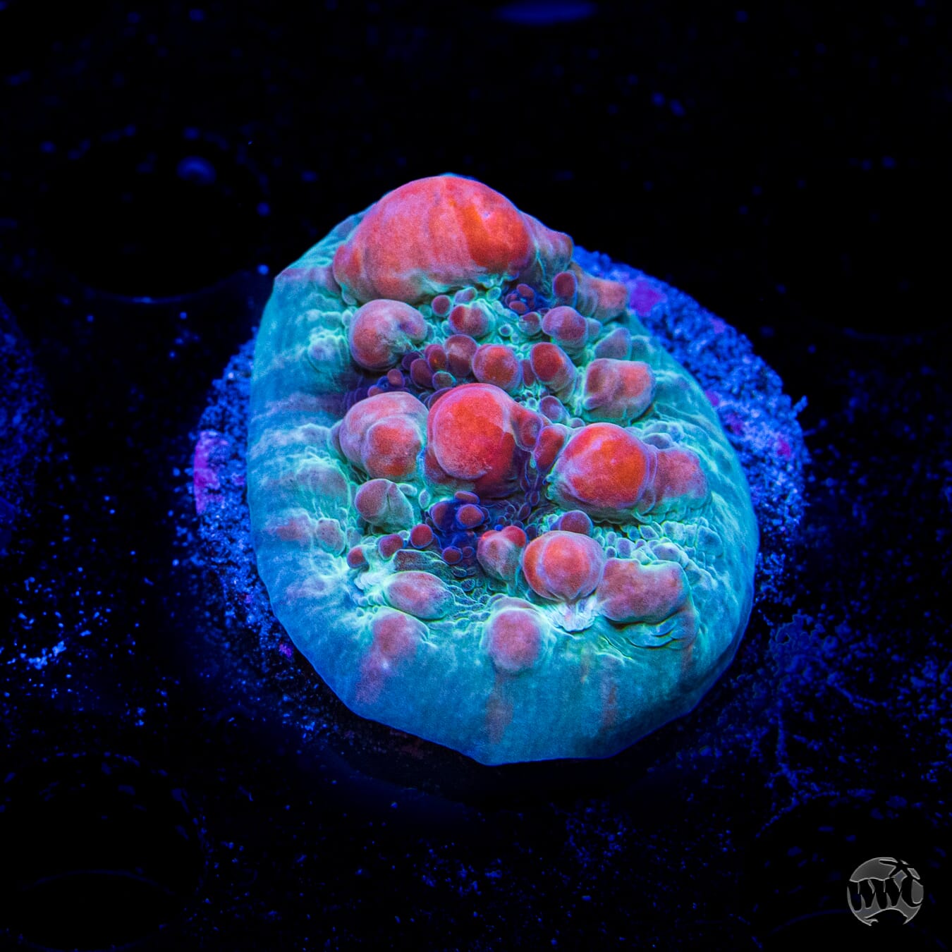 WWC Cosmic Candy Bounce Chalice