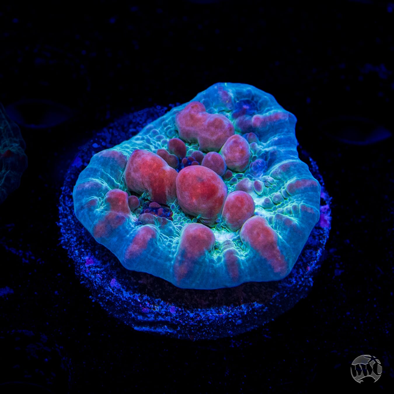 WWC Cosmic Candy Bounce Chalice