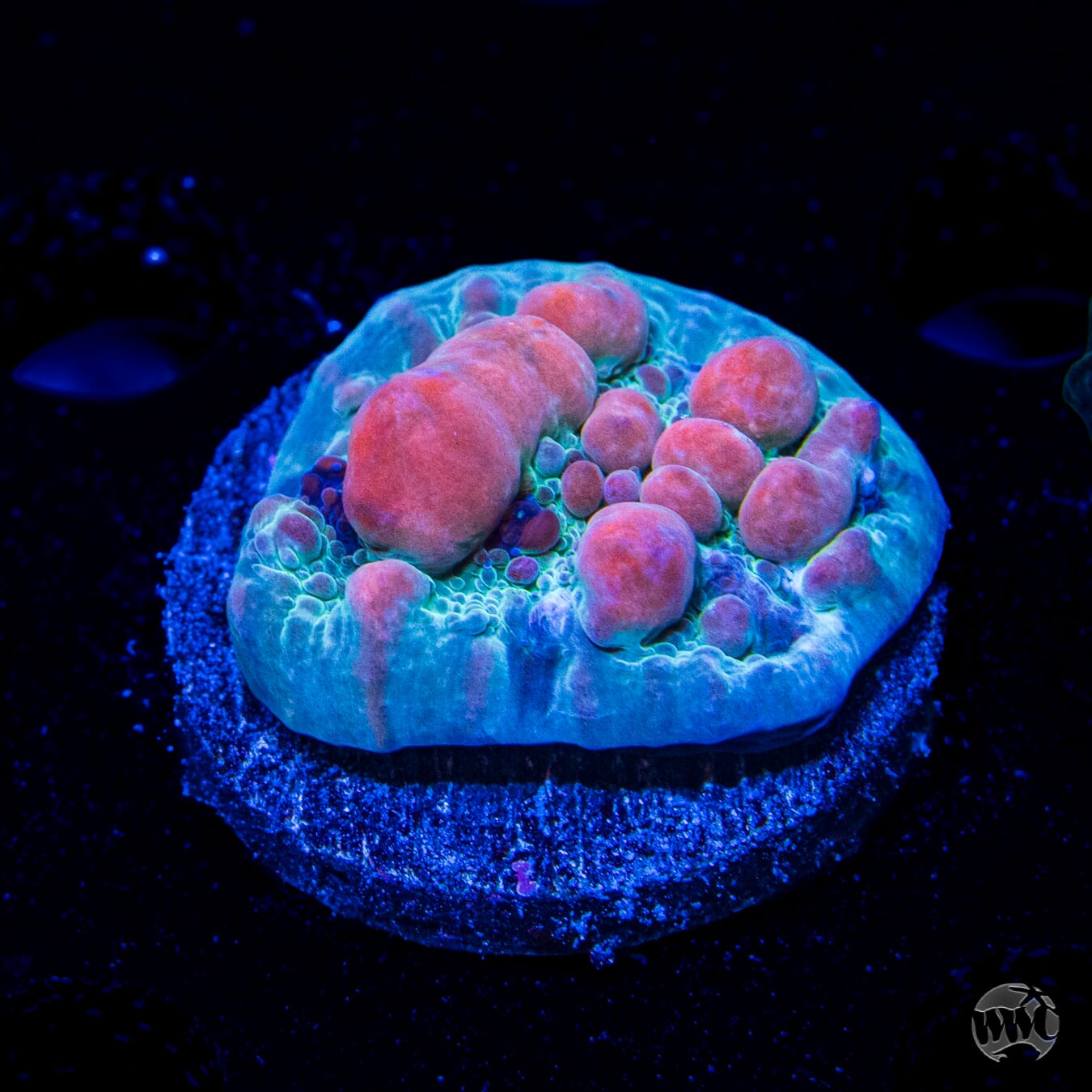 WWC Cosmic Candy Bounce Chalice