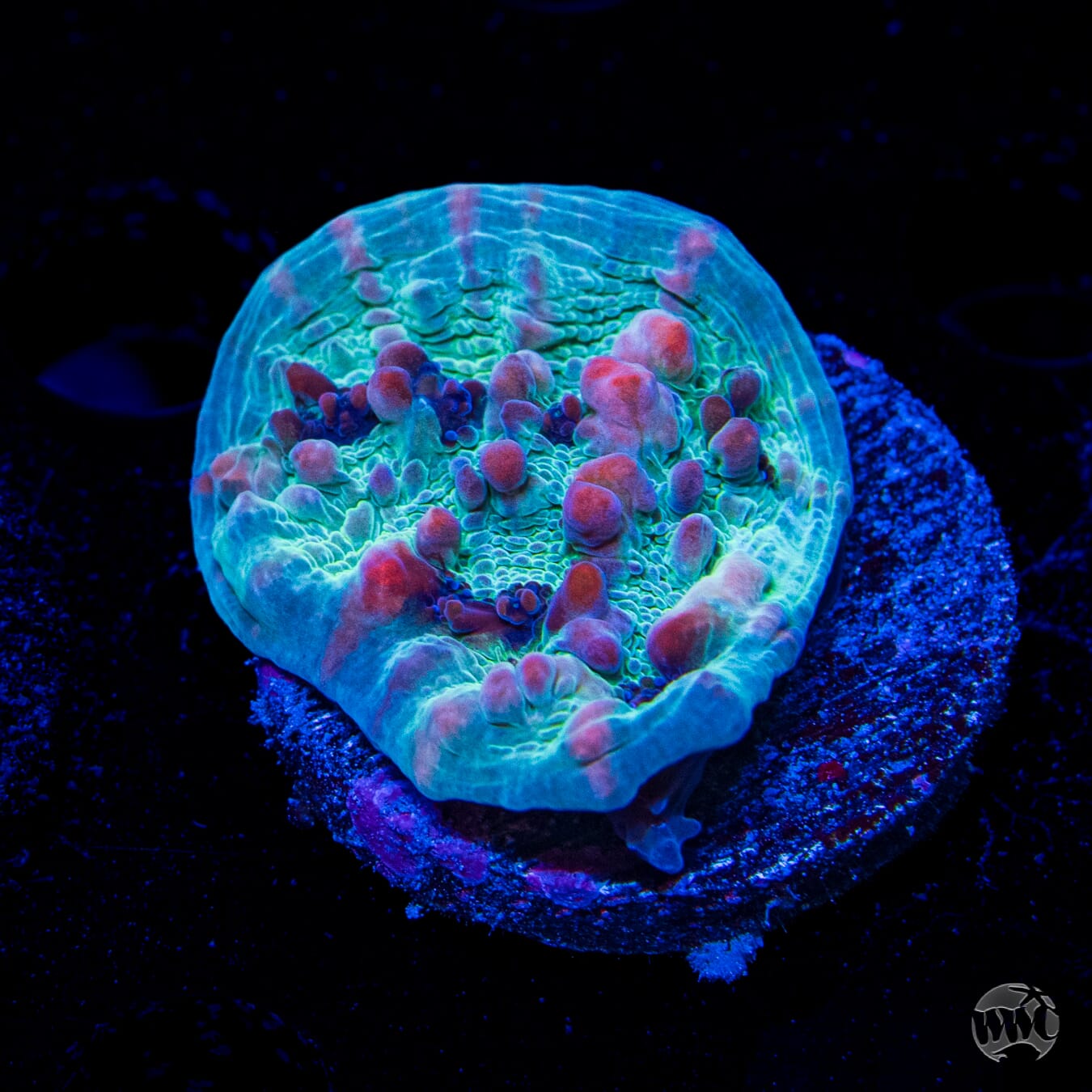 WWC Cosmic Candy Bounce Chalice
