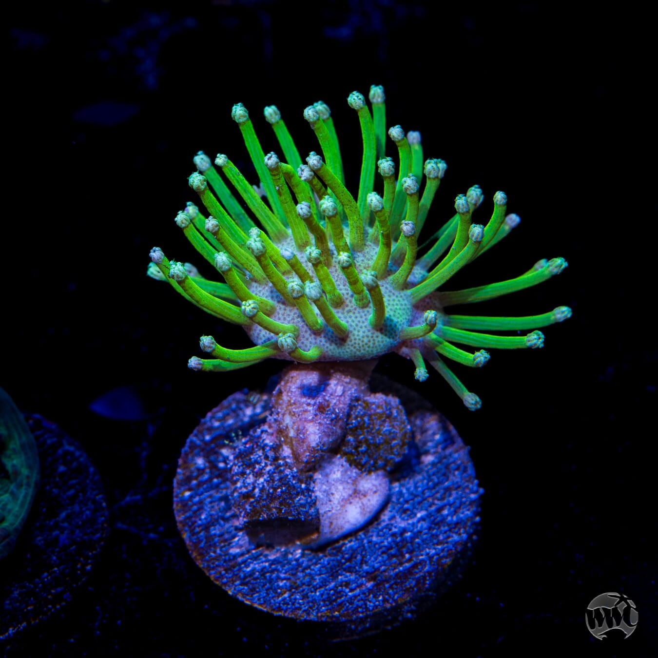 WWC Neon Long Polyp Toadstool Leather