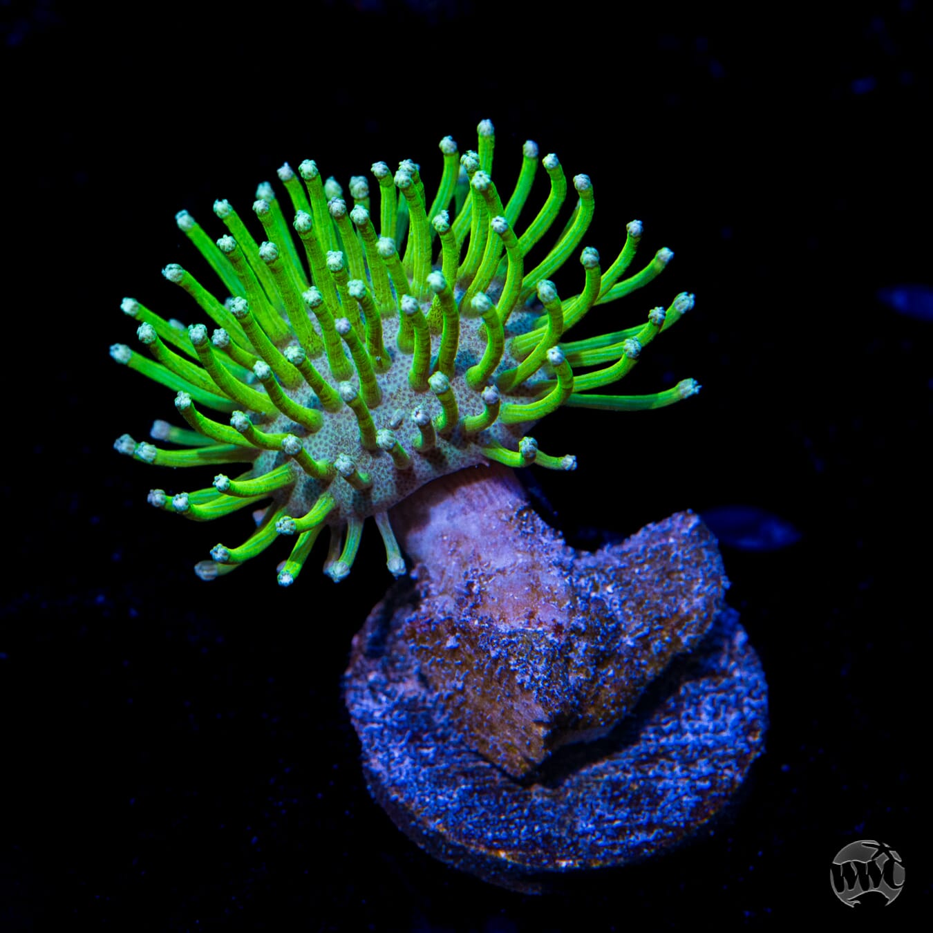 WWC Neon Long Polyp Toadstool Leather