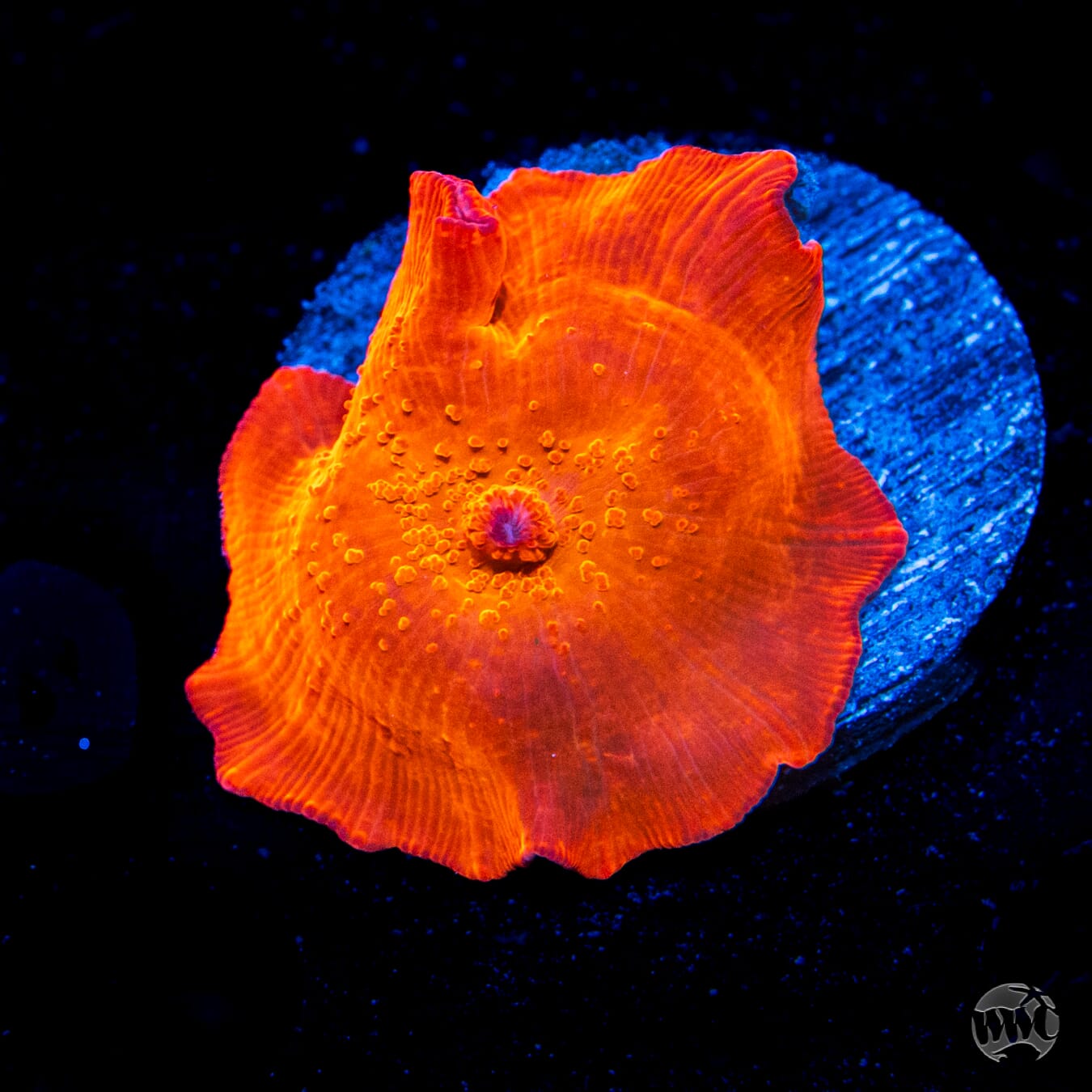  WWC King Tut Disco Mushroom