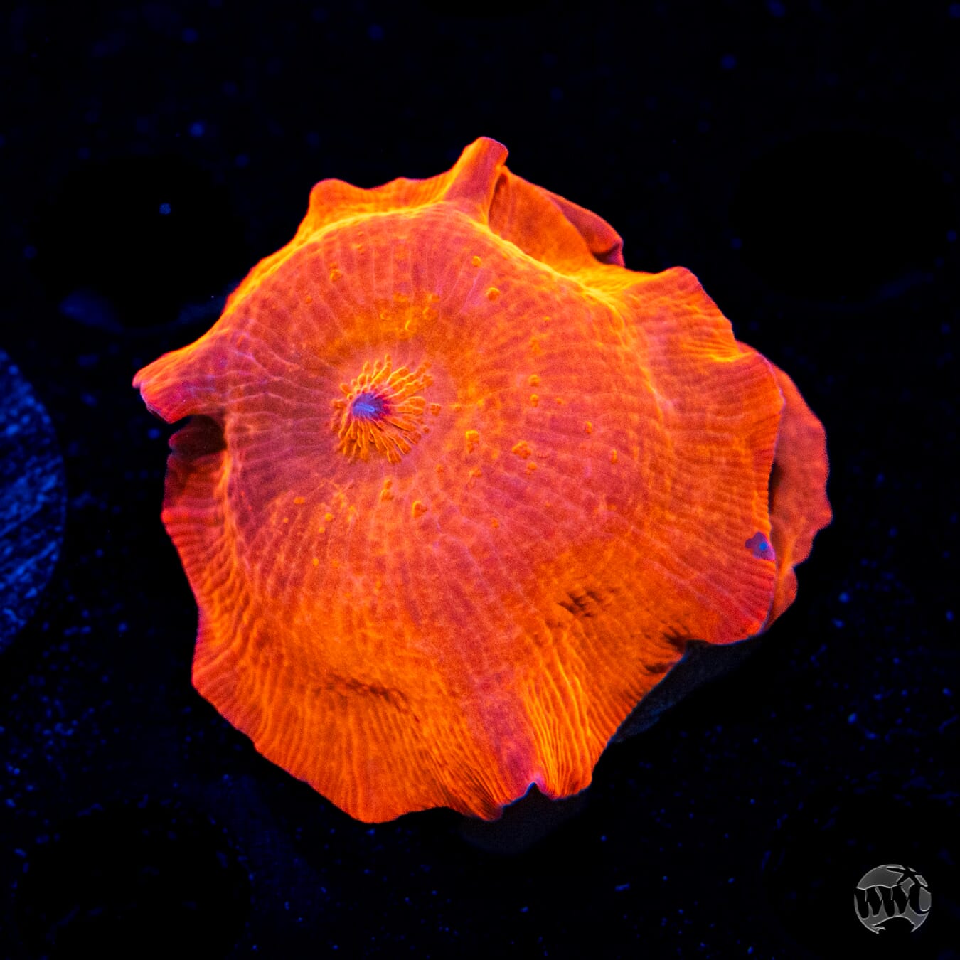  WWC King Tut Disco Mushroom