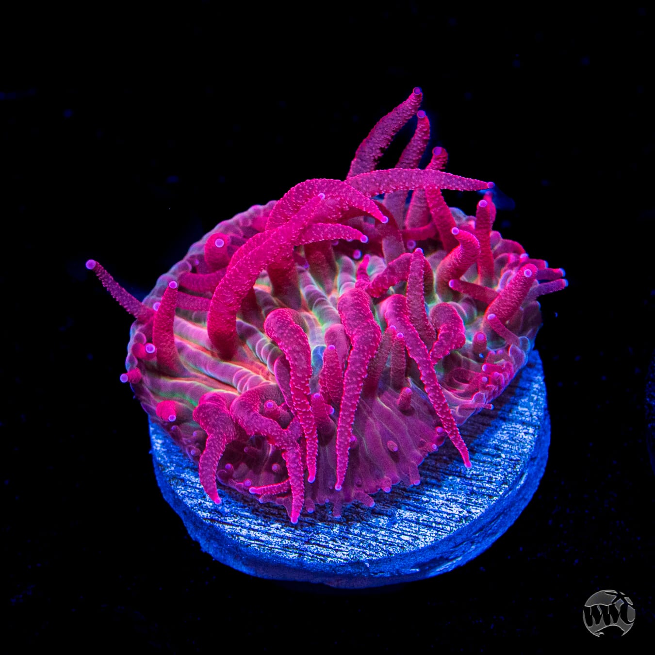 WWC Zombie Apocalypse Diaseris Plate