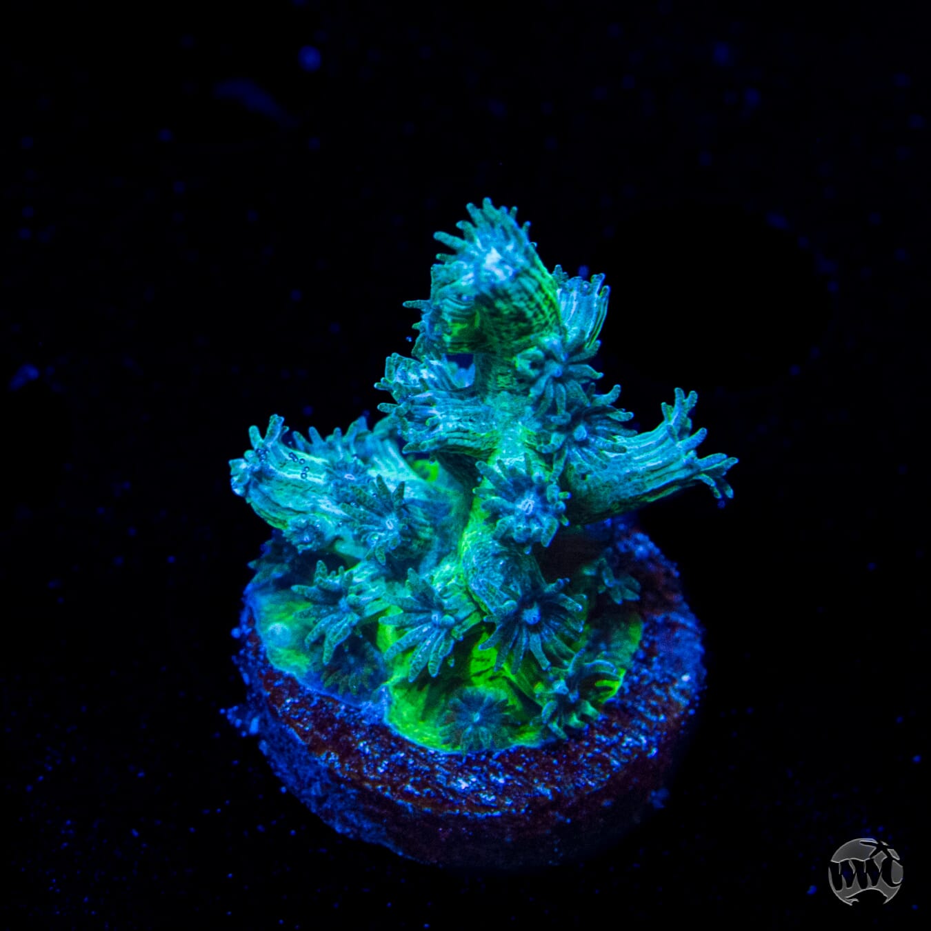 UC Eternal Branching Cyphastrea