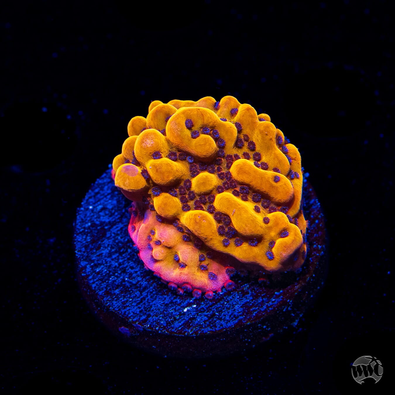 WWC Quicksand Montipora
