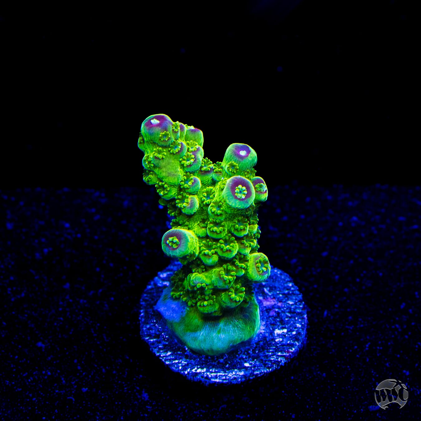 WWC Captain Caveman Acropora