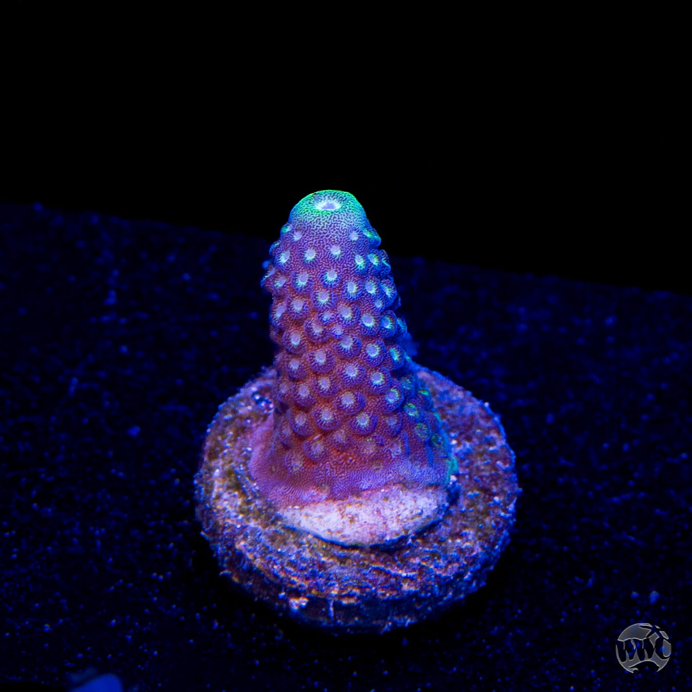 WWC Nuclear Grapes Acropora