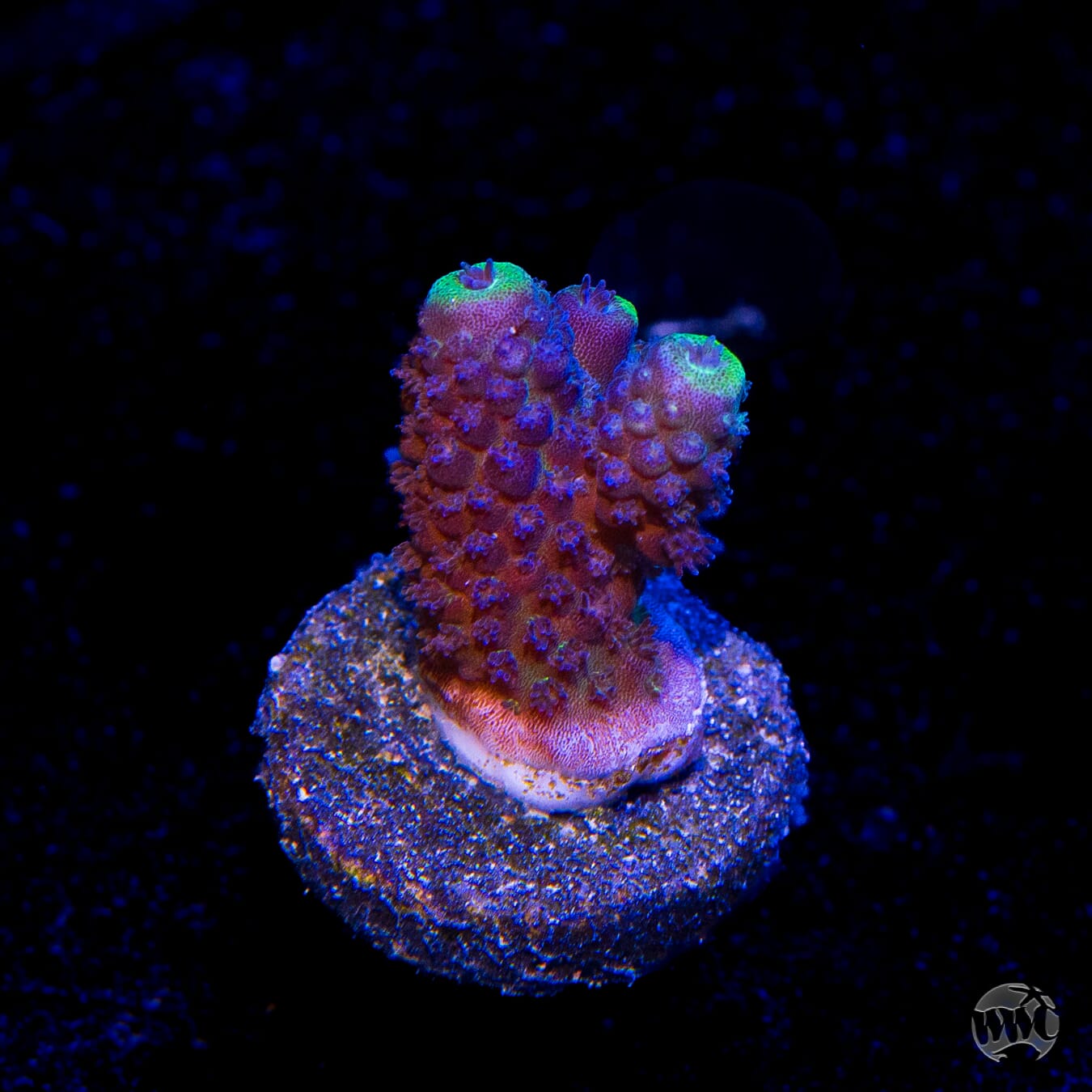 WWC Nuclear Grapes Acropora