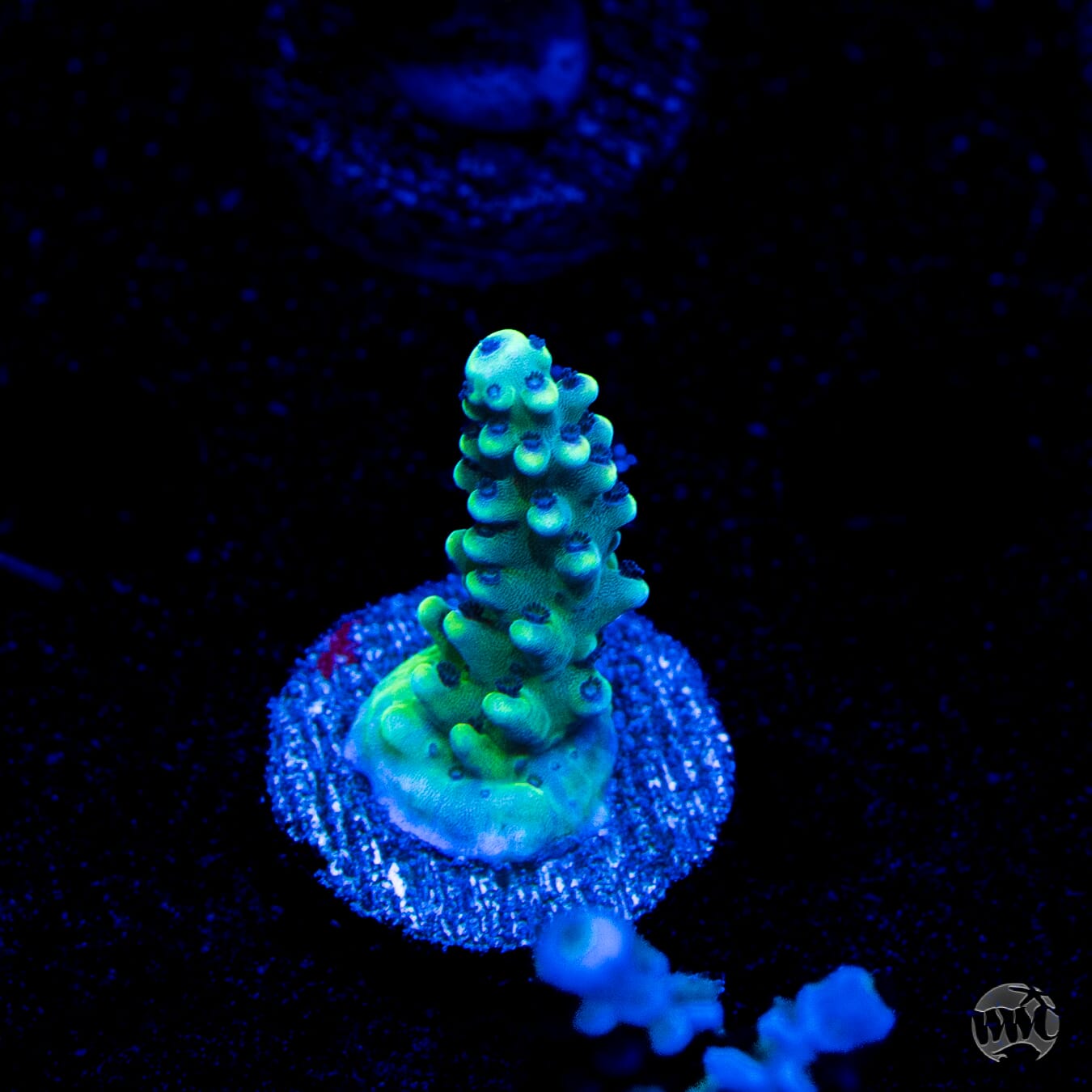Gonzo Blueberry Diesel Acropora