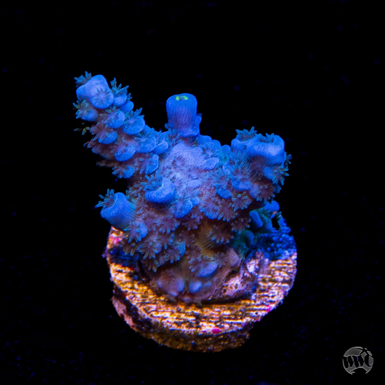 WWC Cobalt Tenuis Acropora