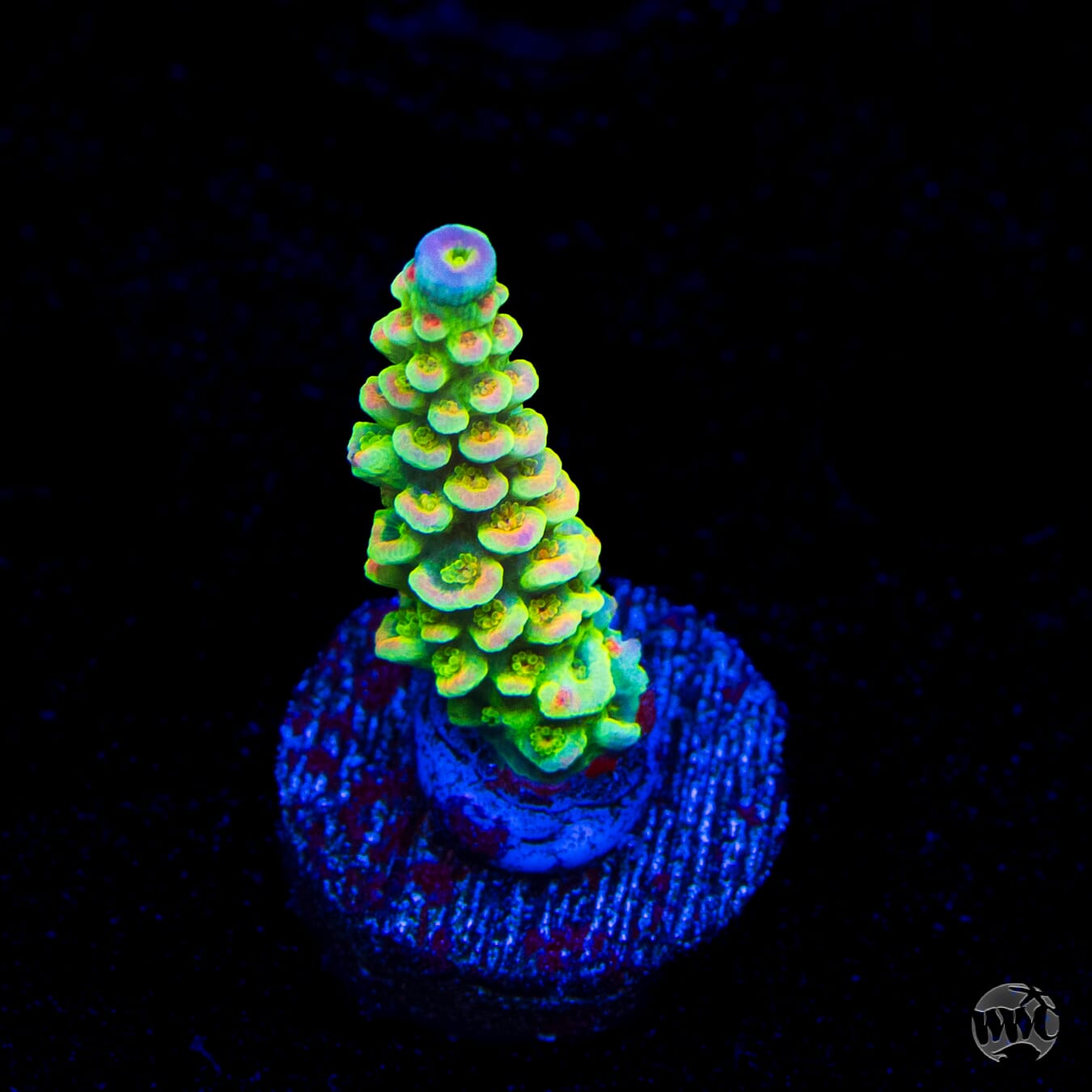 WWC Cash Me Outside Tenuis Acropora