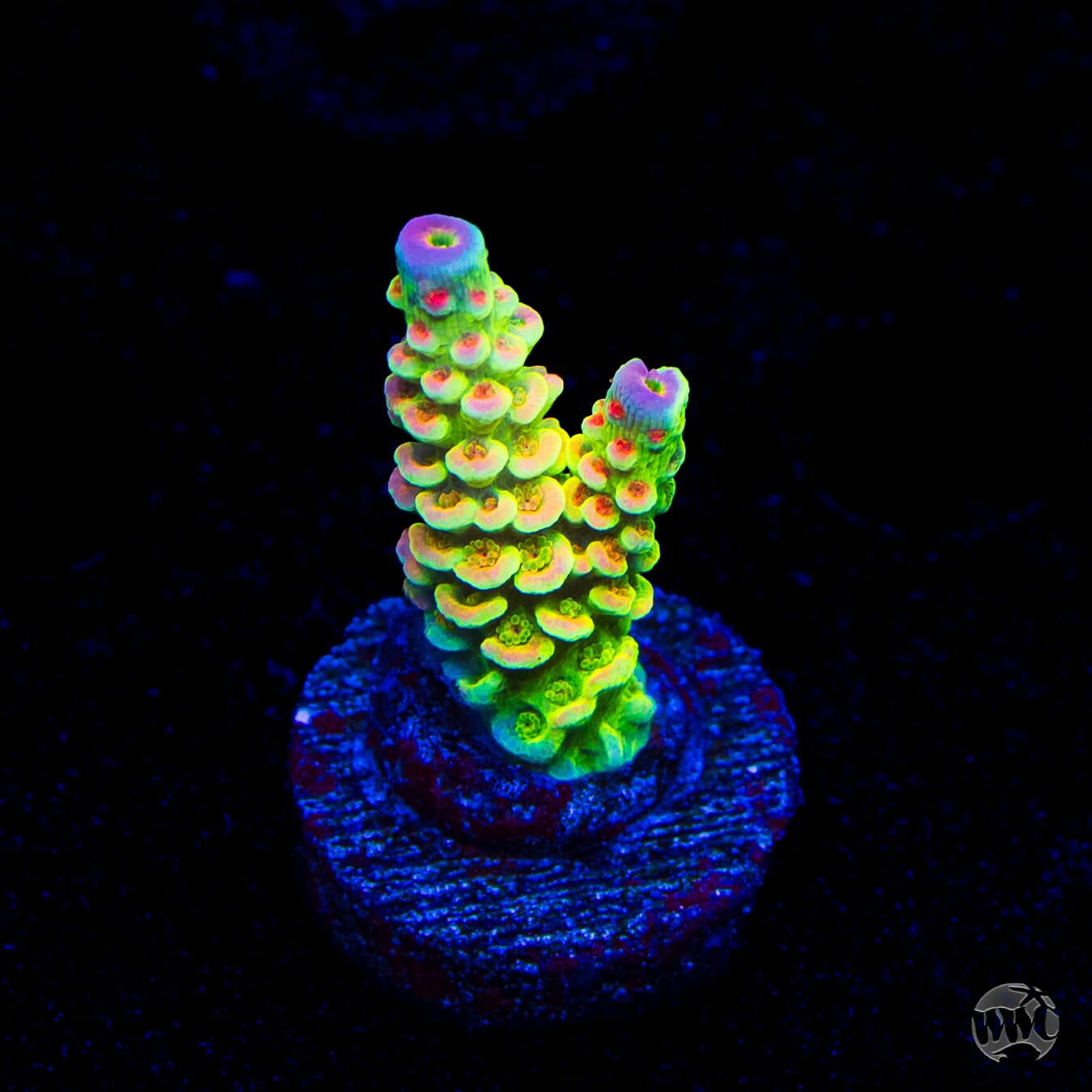 WWC Cash Me Outside Tenuis Acropora