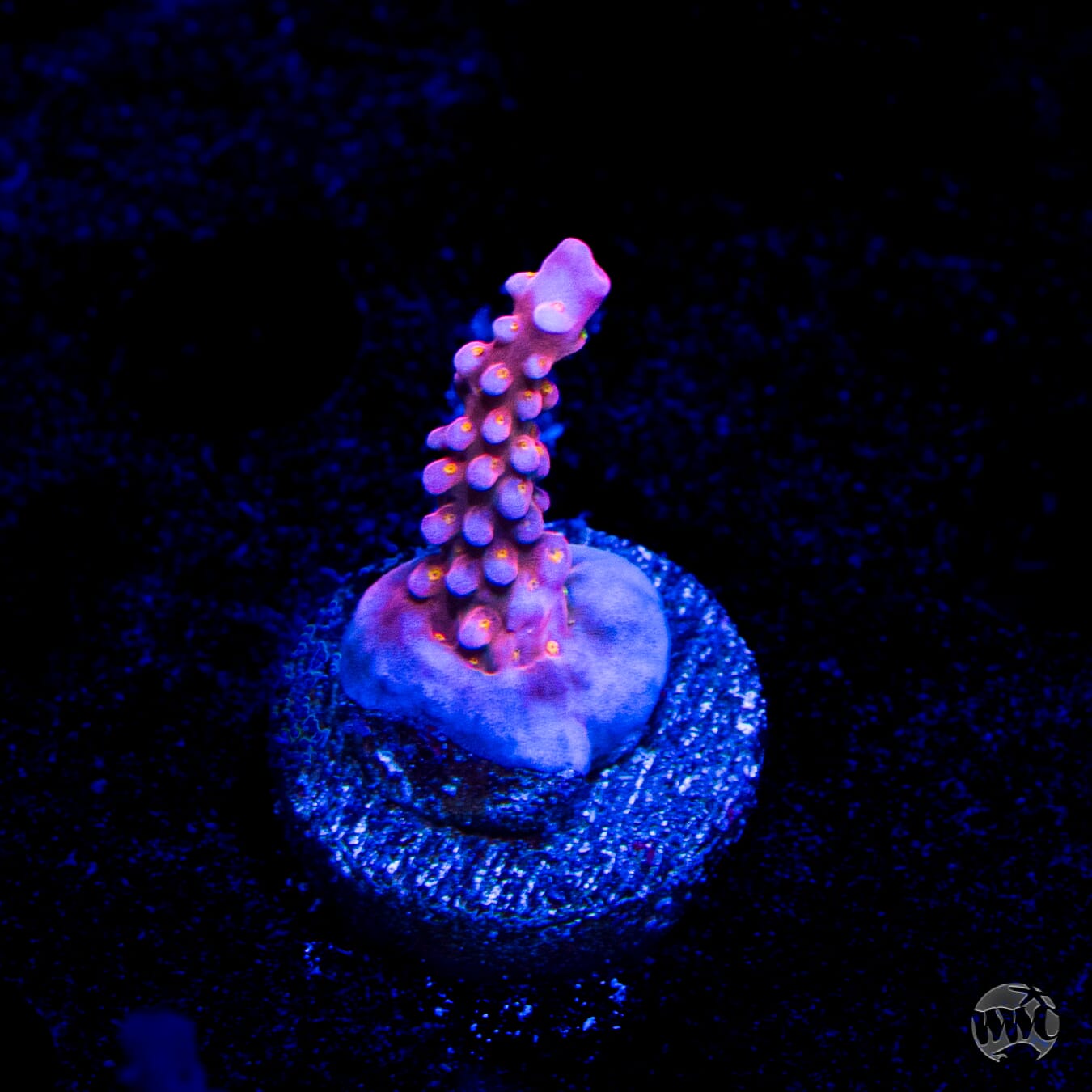 WWC All Star Acropora
