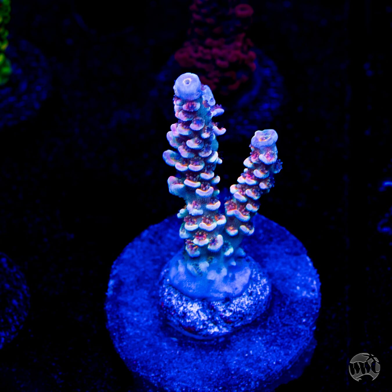 WWC Hair Of The Dog Tenuis Acropora