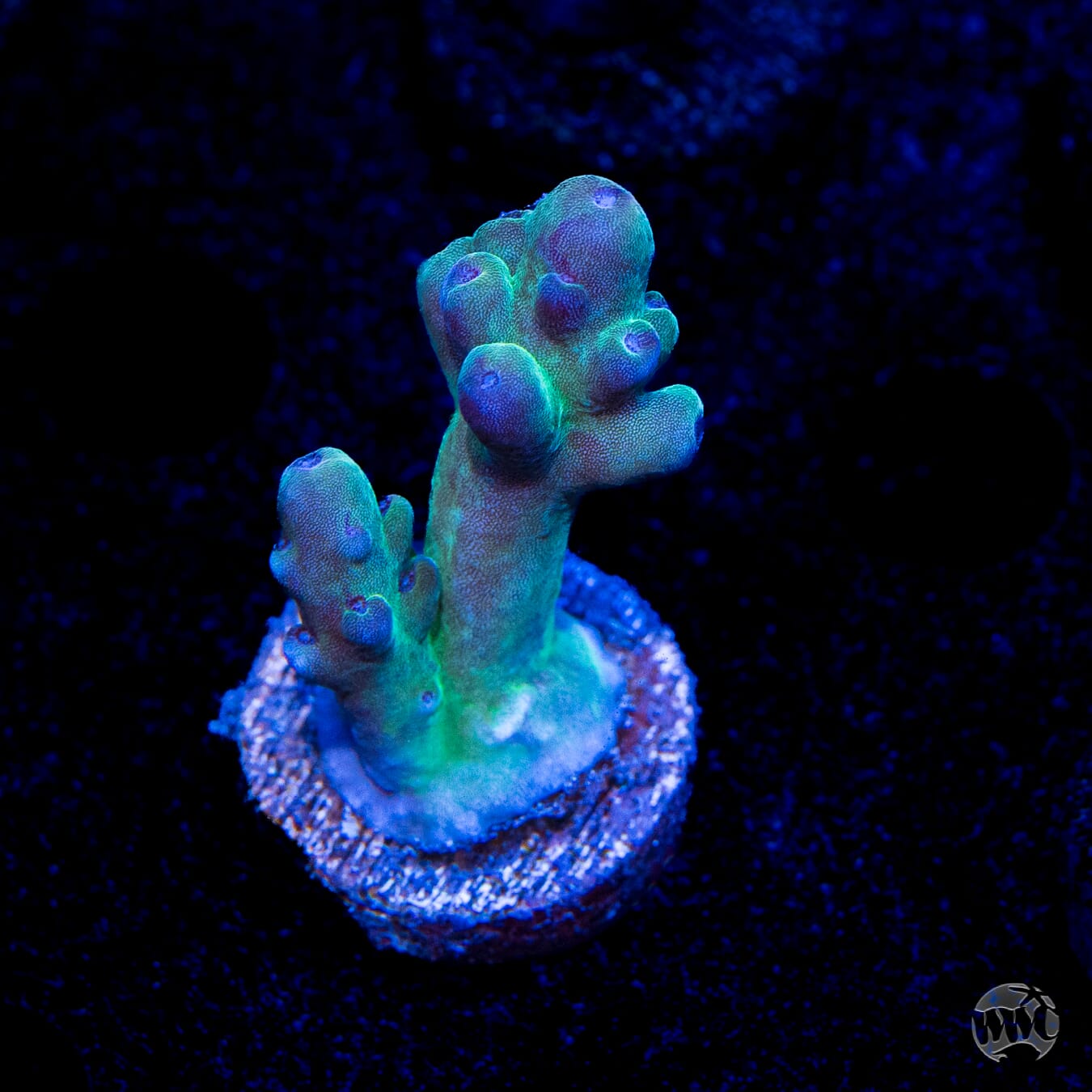 WWC Vic's Granulosa Acropora