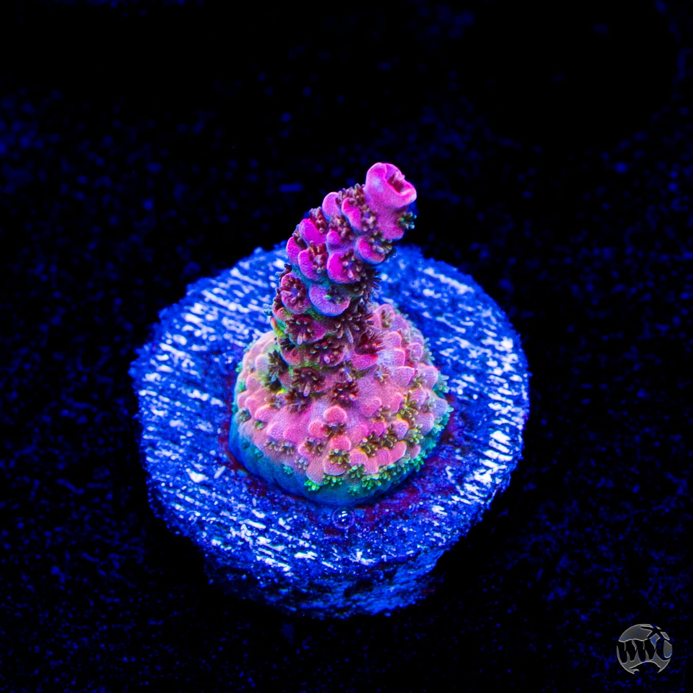 WWC Pink Passion Acropora