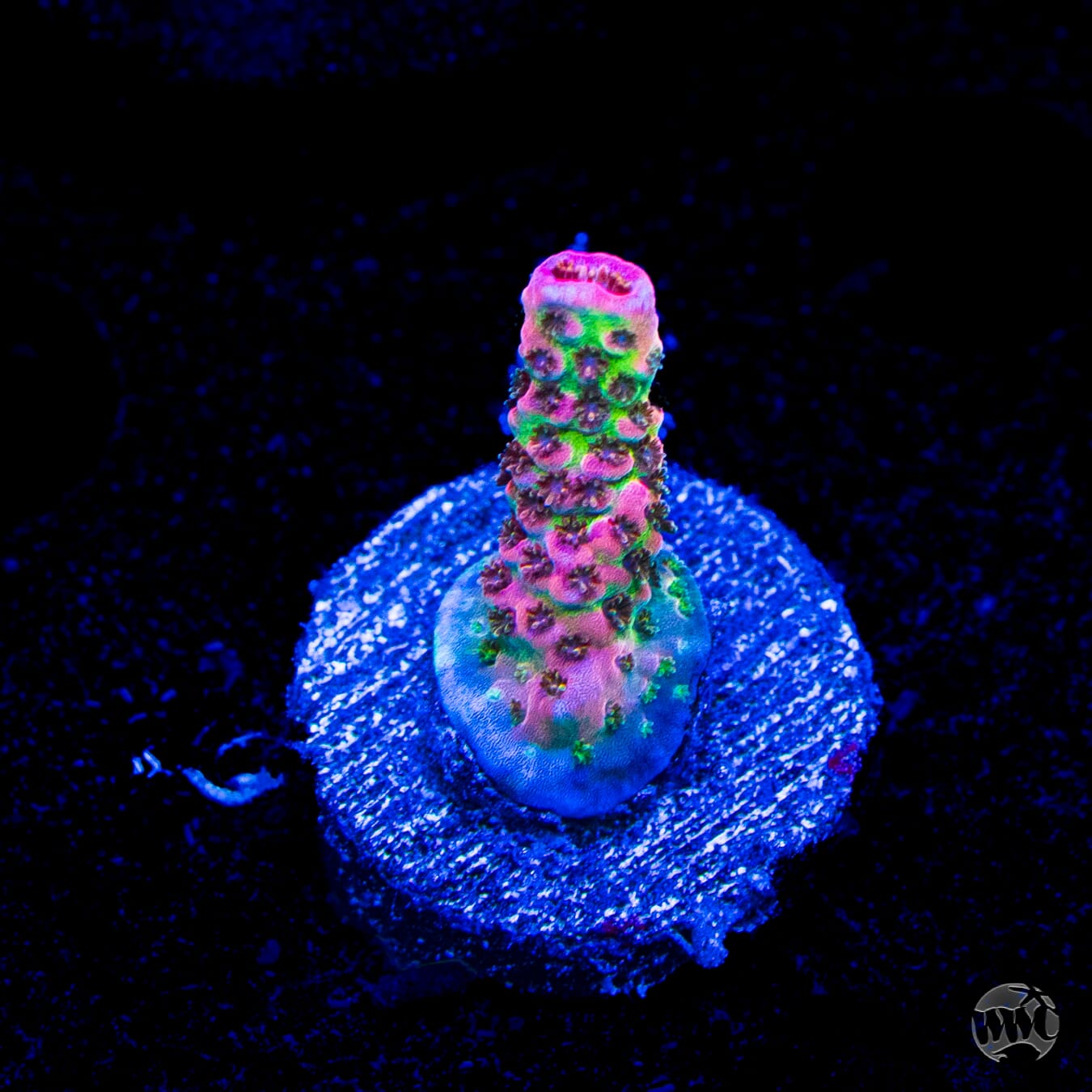 WWC Pink Passion Acropora