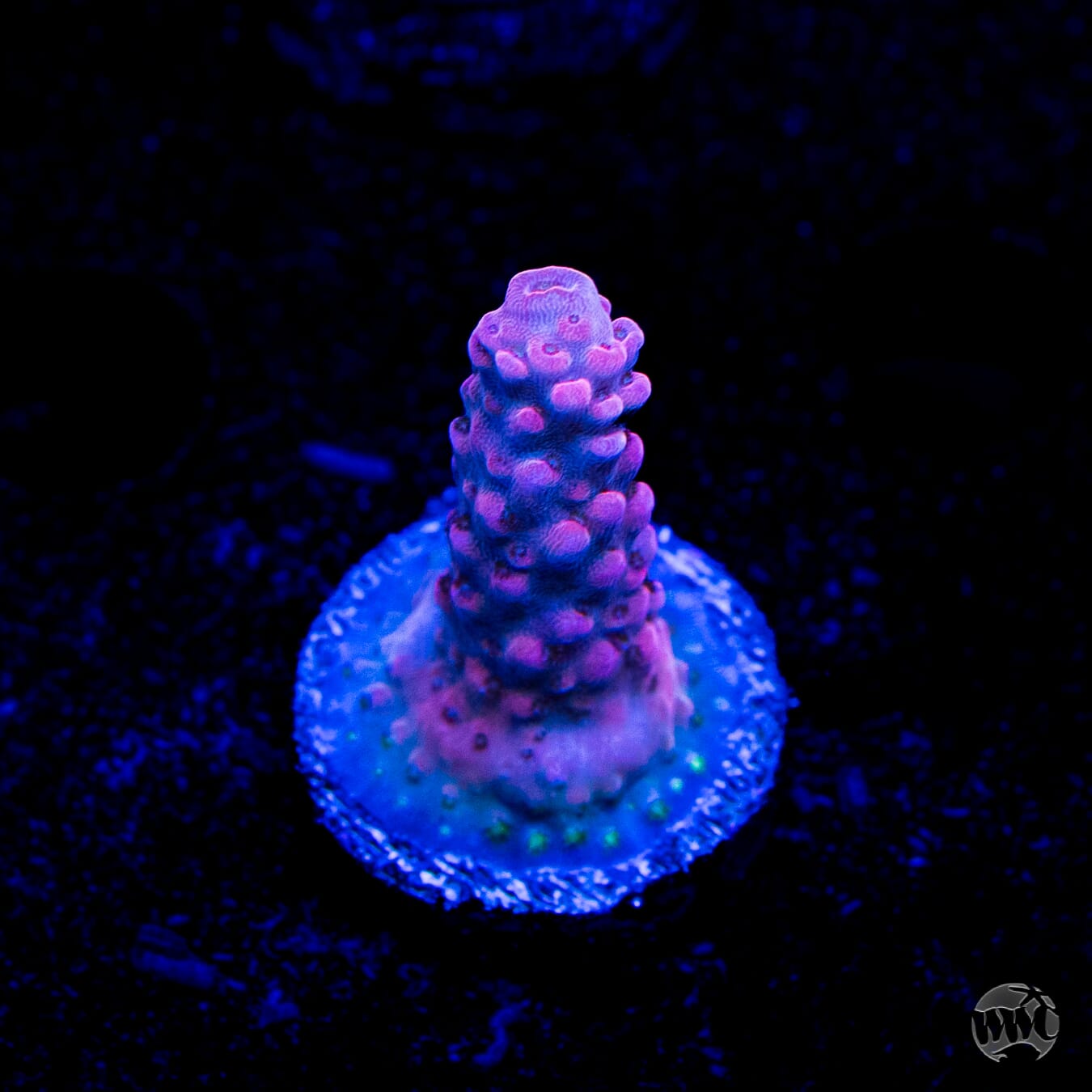 CB Beast Mode Acropora