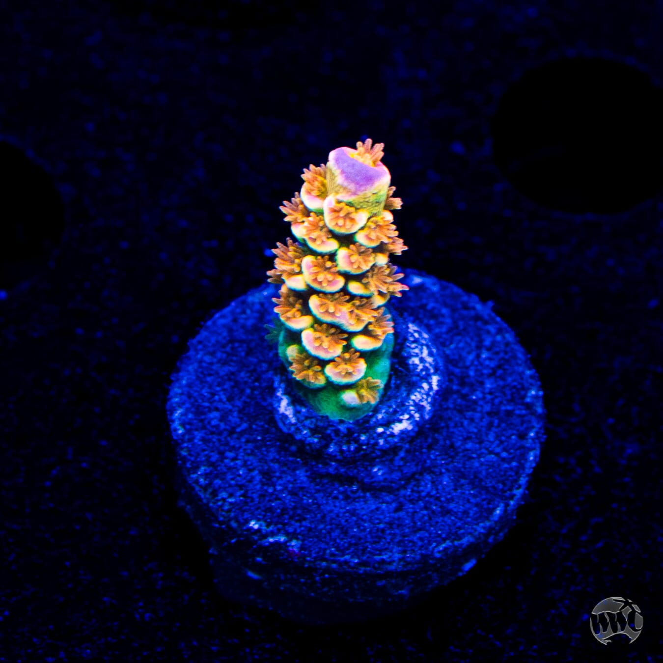 POTO Goofy Homewrecker Tenuis Acropora