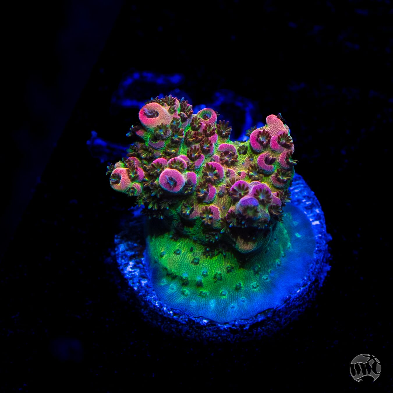 WWC Hyper Pink Acropora