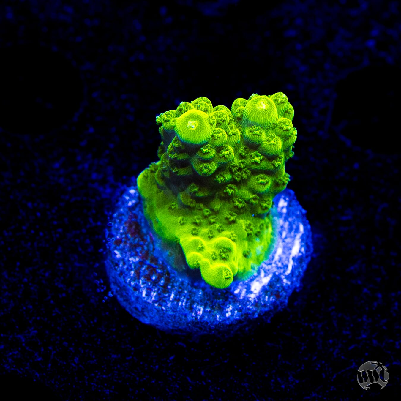 Castell's Banana Table Acropora