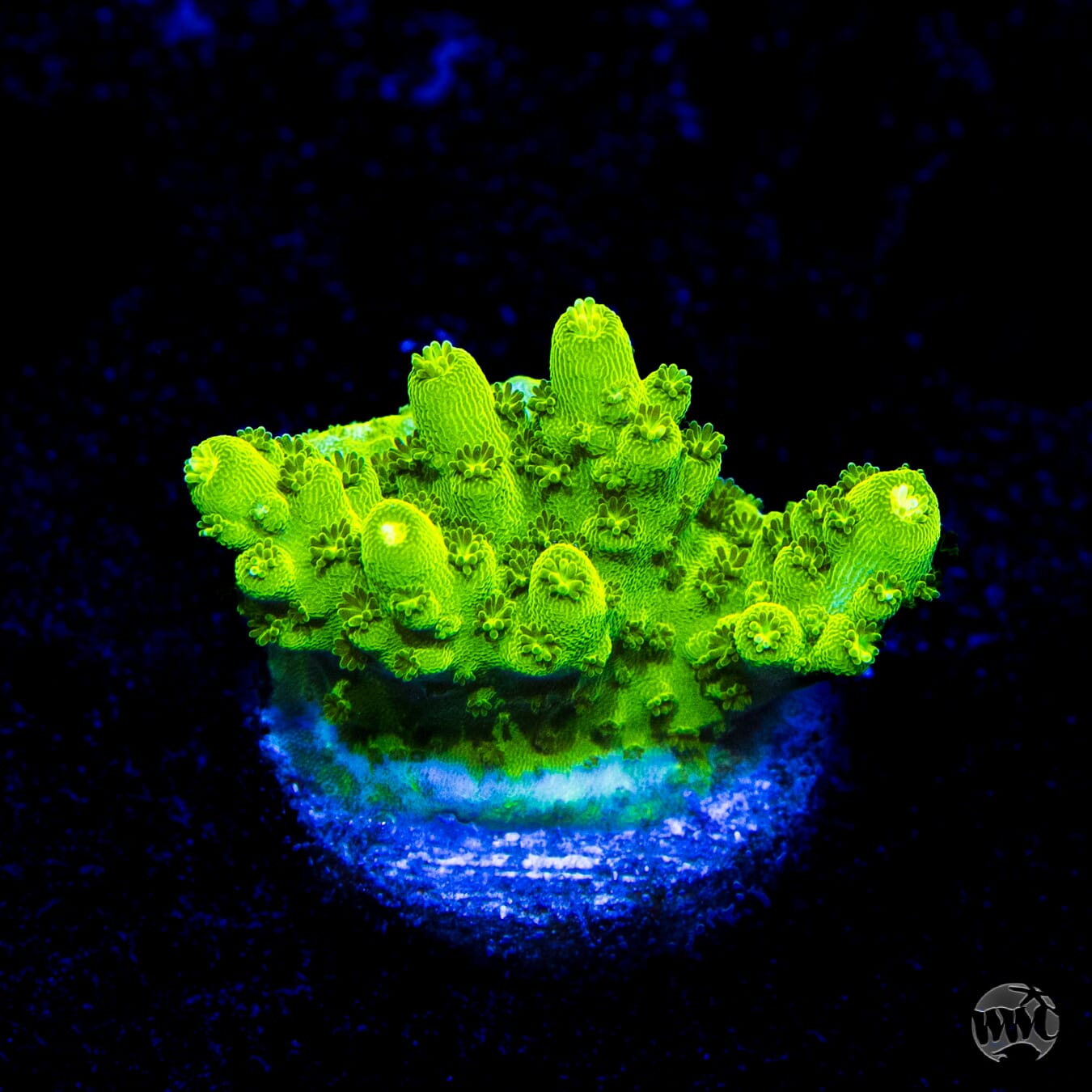 Castell's Banana Table Acropora