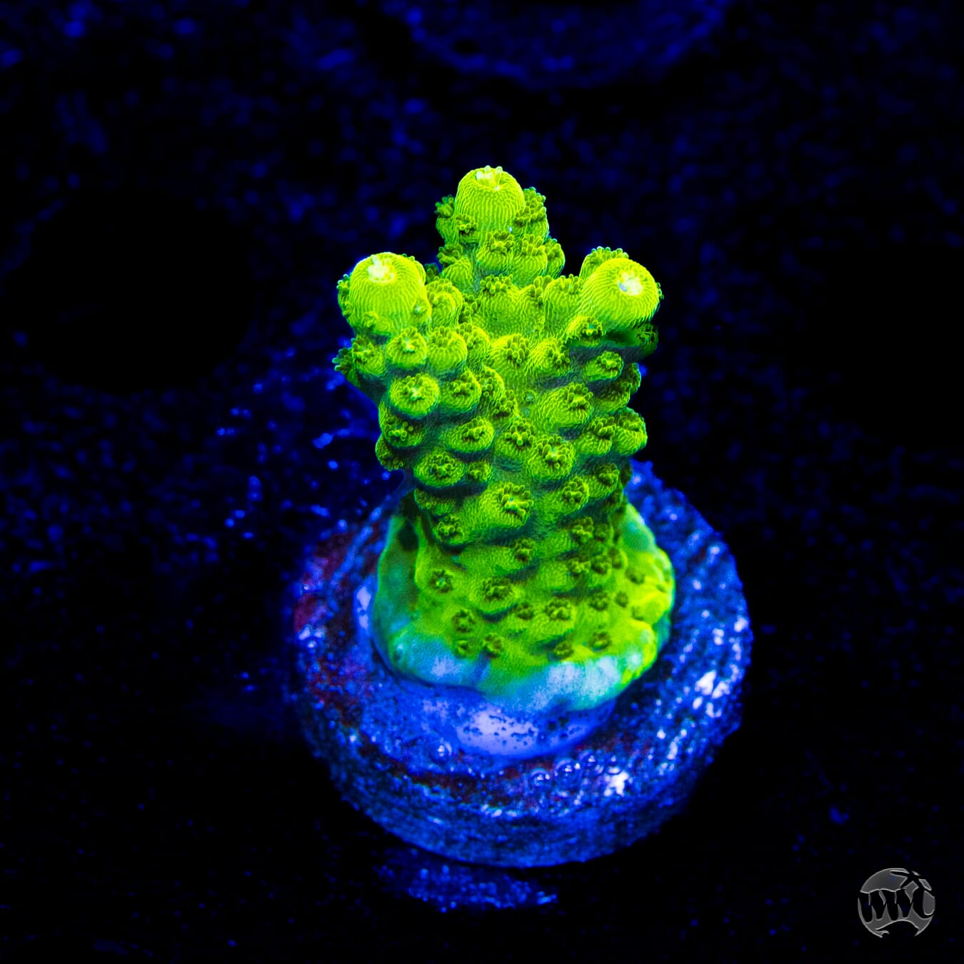 Castell's Banana Table Acropora