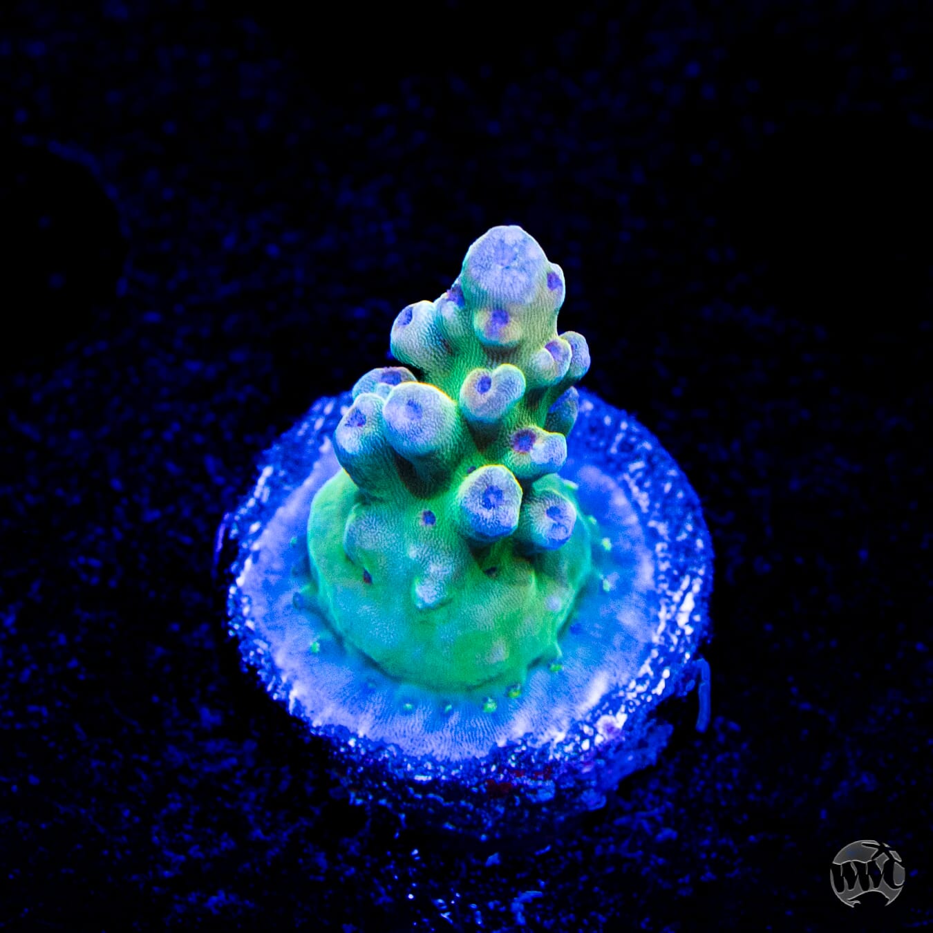 WWC Smokey Mountain Granulosa Acropora