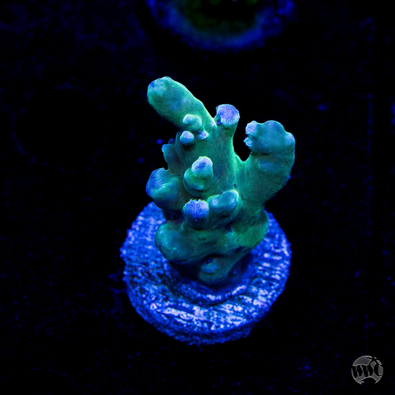 WWC Bluefin Granulosa Acropora