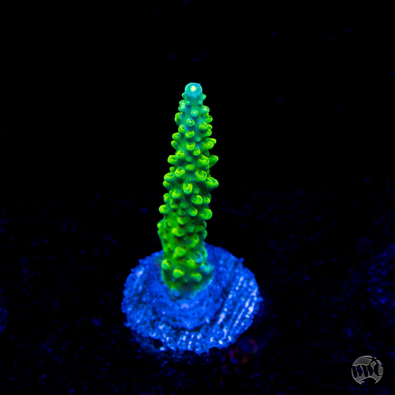 WWC Cowabunga Acropora