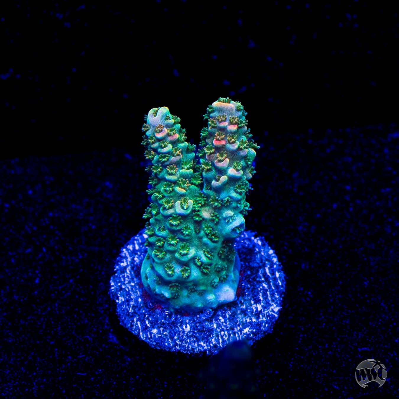 Bill Murray Acropora