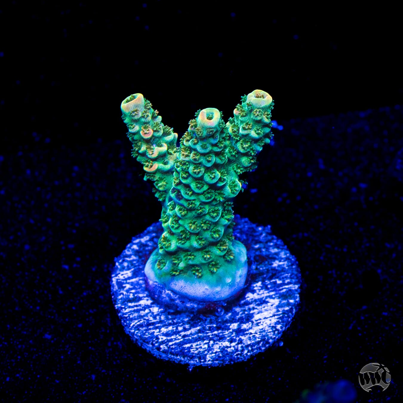 Bill Murray Acropora