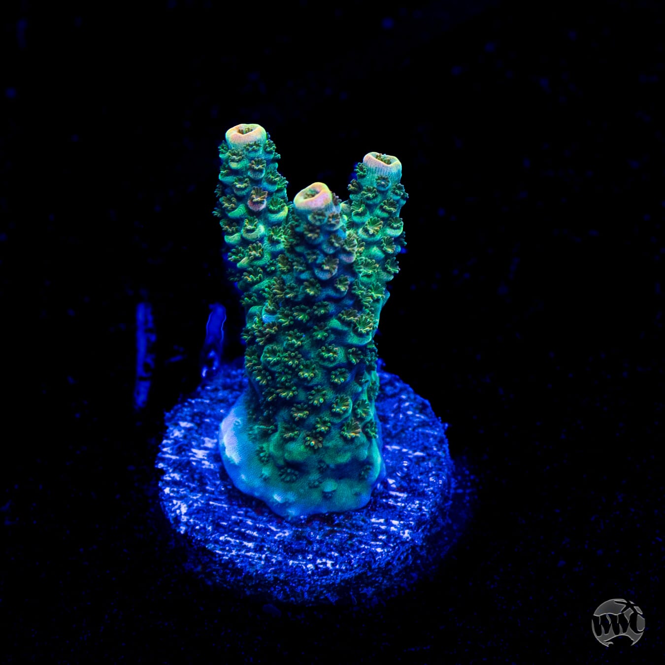 Bill Murray Acropora