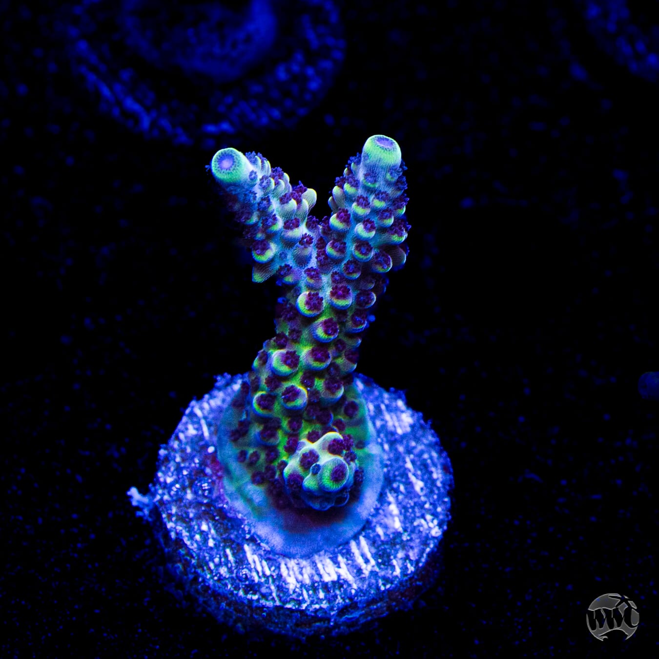 GH Aqua Delight Acropora