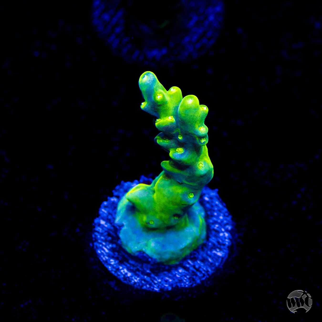 WWC Groguz Acropora