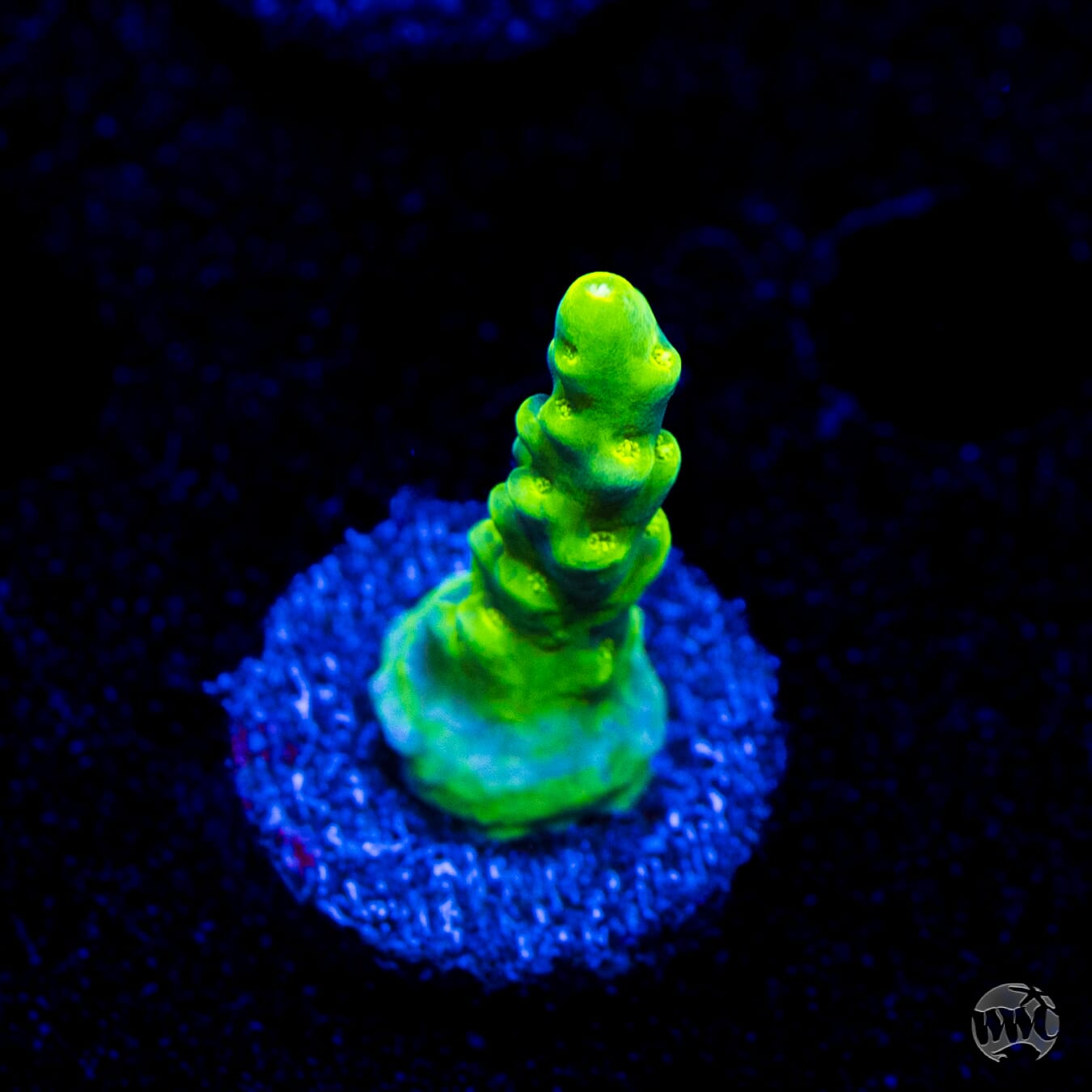 WWC Groguz Acropora